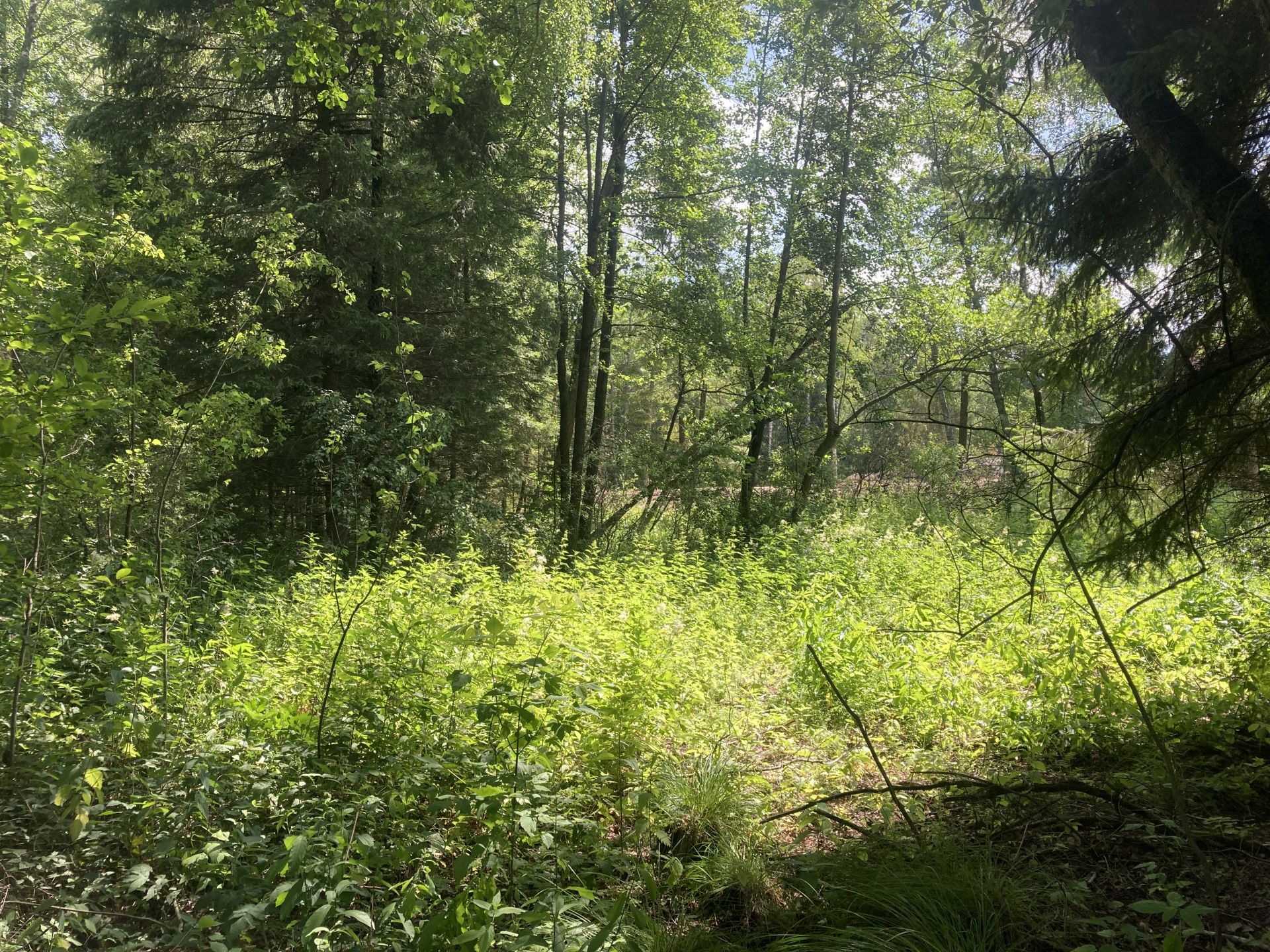 Земли поселения Московская область, Богородский городской округ, деревня  Новая Купавна, НП Родинки – агентство недвижимости «Азбука недвижимости»  Москва и МО