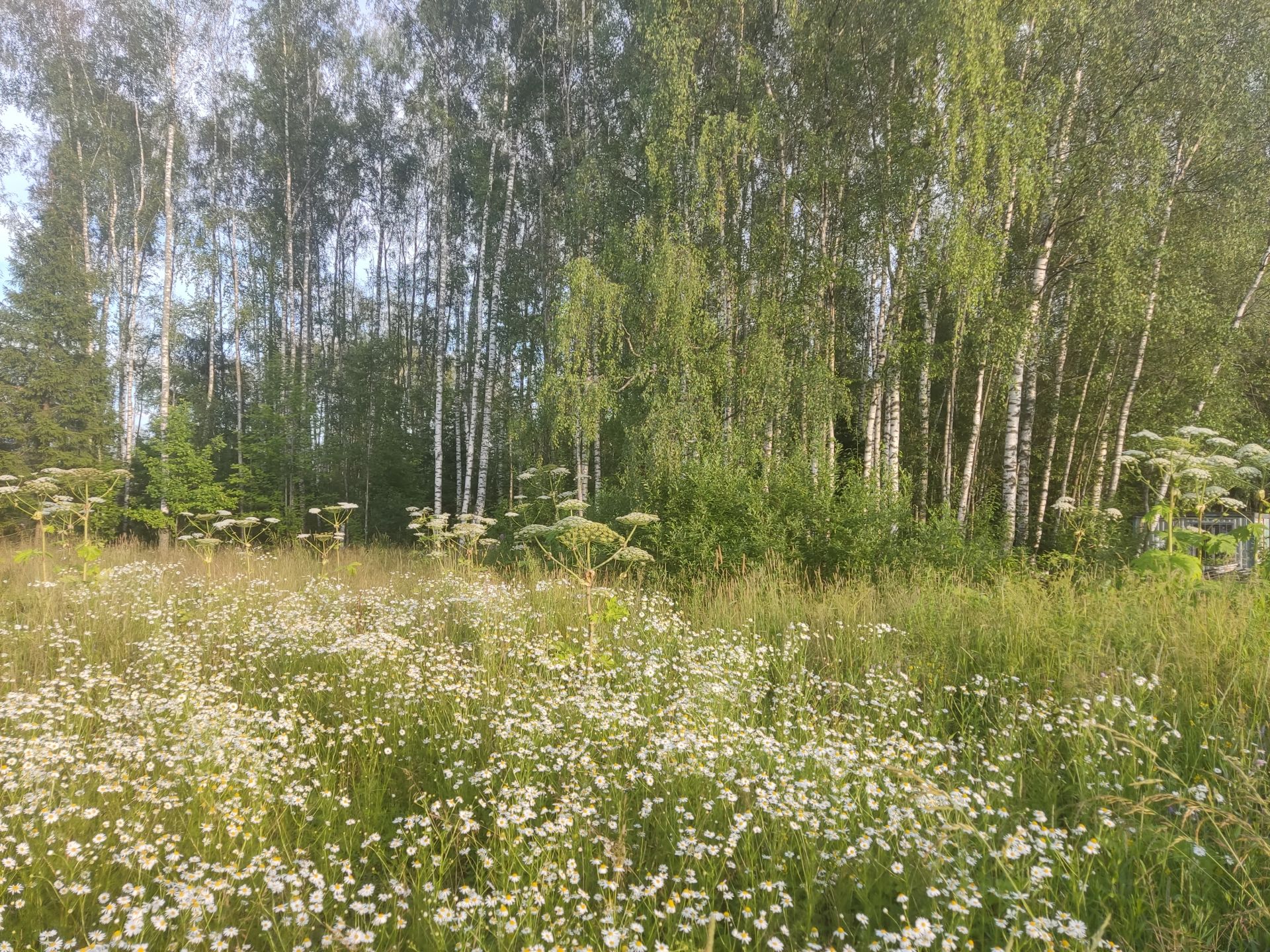 Земли поселения Московская область, городской округ Пушкинский, деревня Могильцы