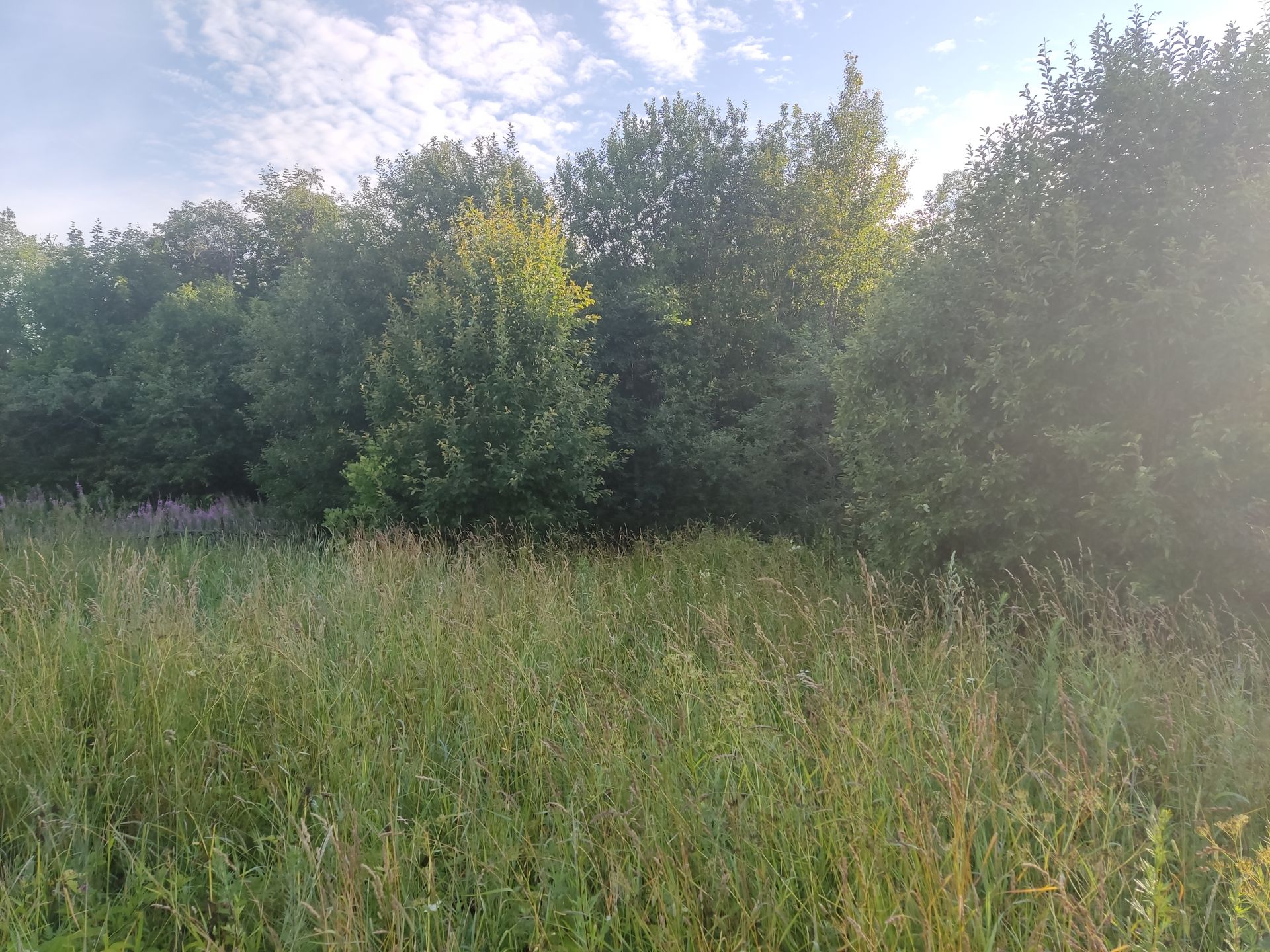 Земли поселения Московская область, городской округ Пушкинский, деревня Подвязново