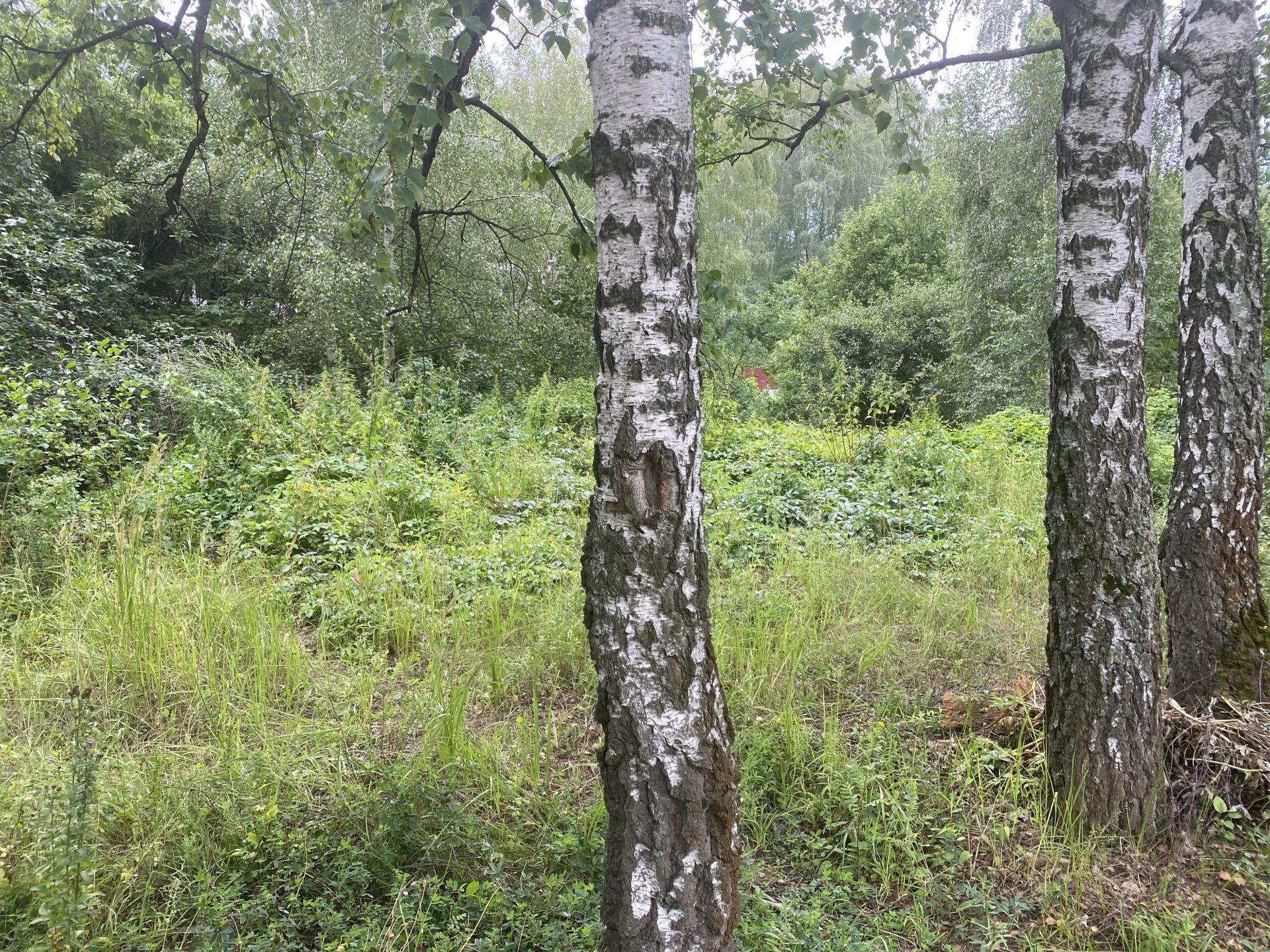 Земли сельхозназначения Московская область, Ленинский городской округ, ТЛПХ Вереск-А, Лучевая улица