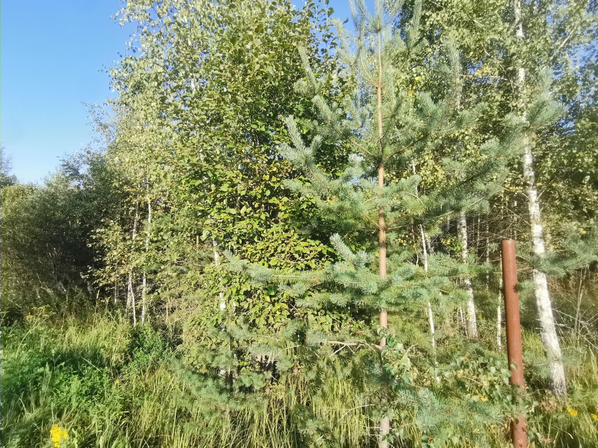 Земли поселения Московская область, Рузский городской округ, деревня Сытьково