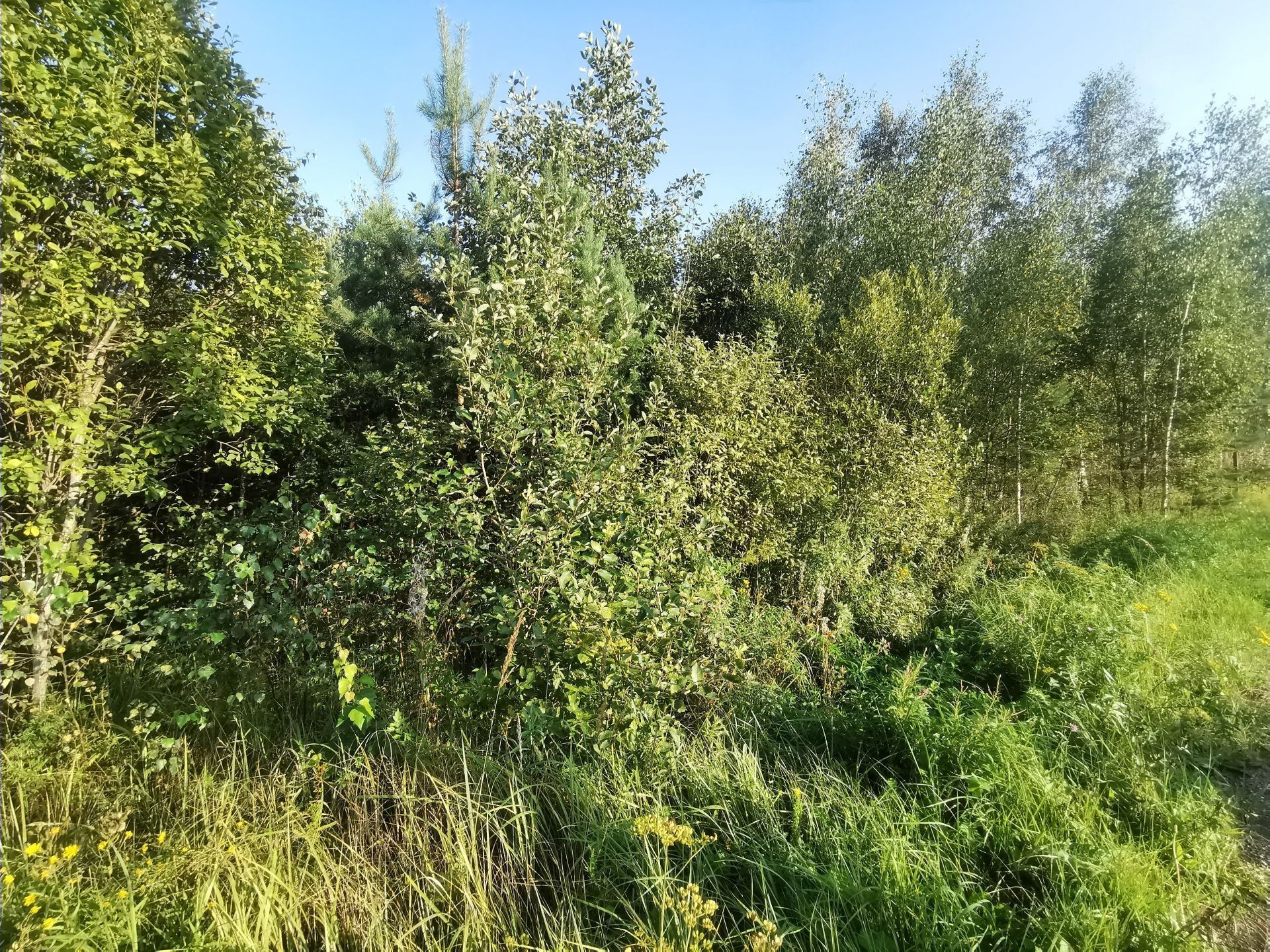 Земли поселения Московская область, Рузский городской округ, деревня Сытьково