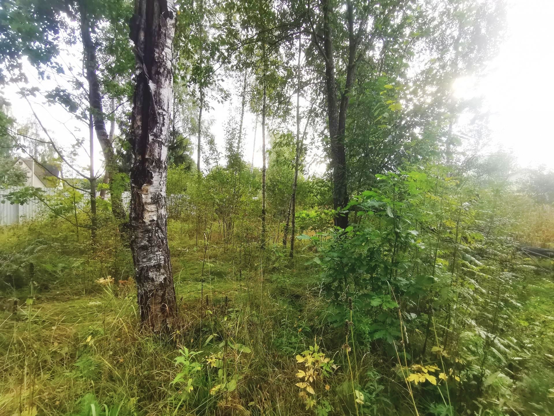 Земли поселения Московская область, Рузский городской округ, садовое товарищество Апальщино-ГУМ