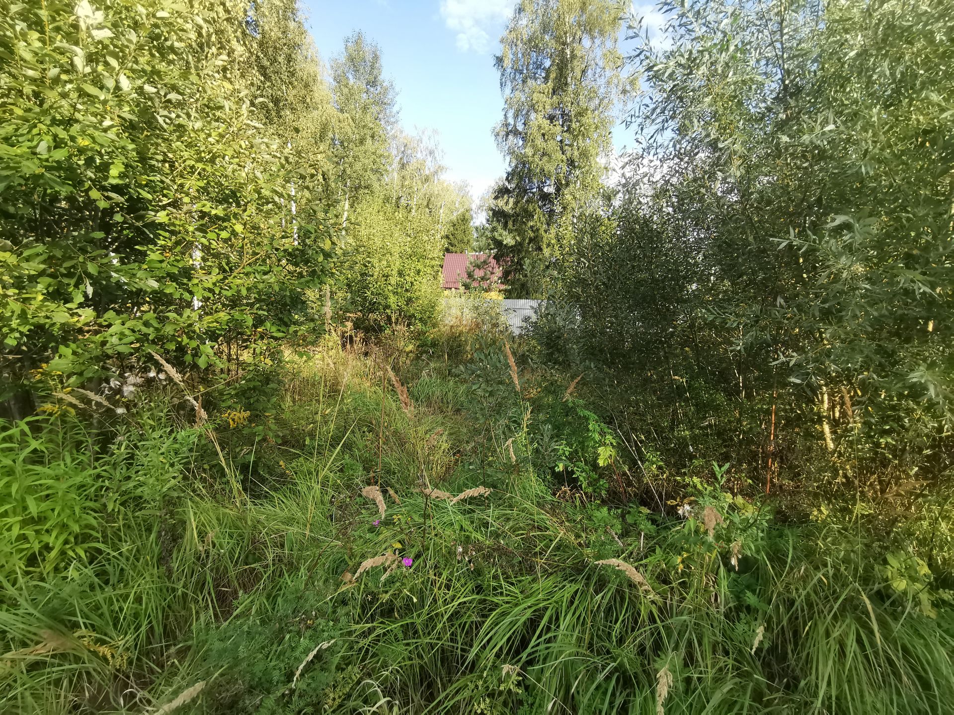 Земли поселения Московская область, Рузский городской округ, садовое товарищество Апальщино-ГУМ