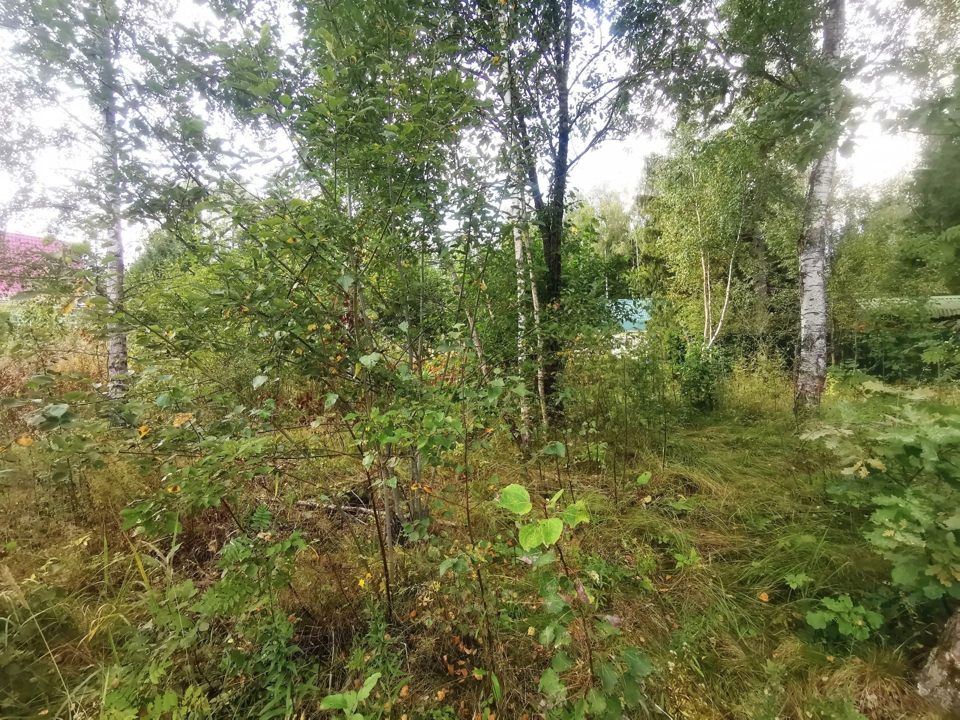 Земли поселения Московская область, Рузский городской округ, садовое товарищество Апальщино-ГУМ