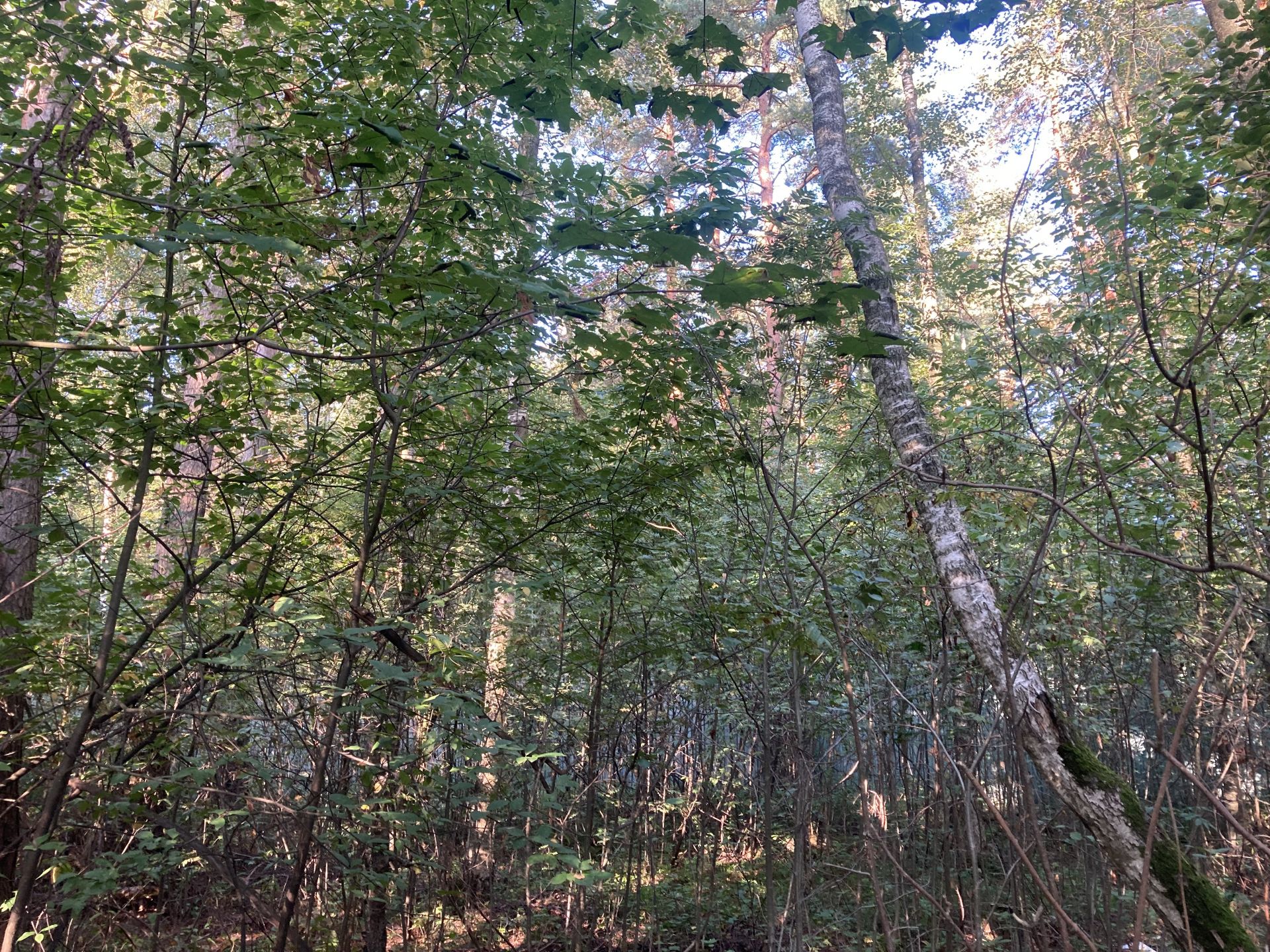 Земля промназначения Московская область, Богородский городской округ, деревня Аборино, массив № 1