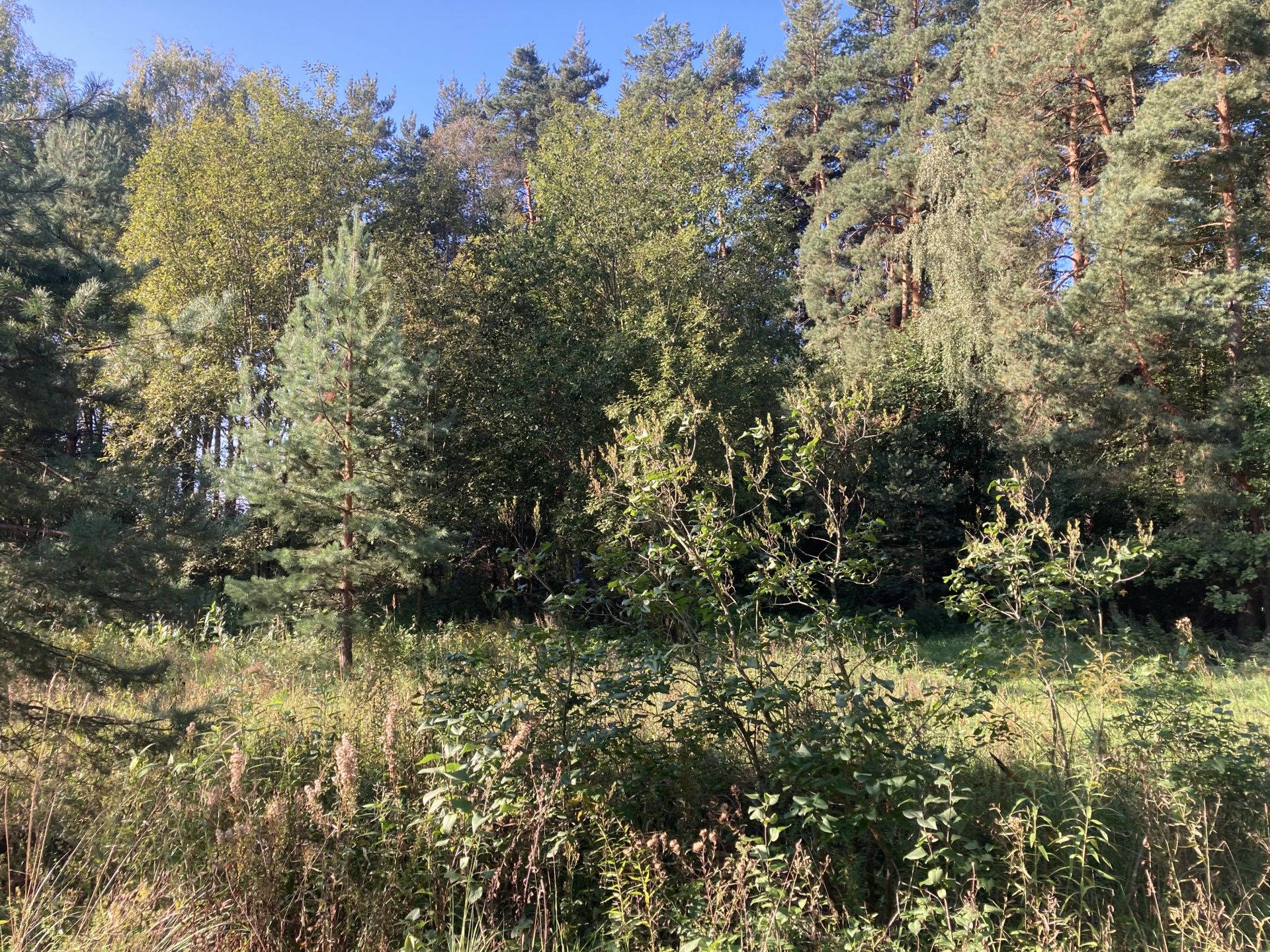 Земля промназначения Московская область, Богородский городской округ, деревня Аборино, массив № 1