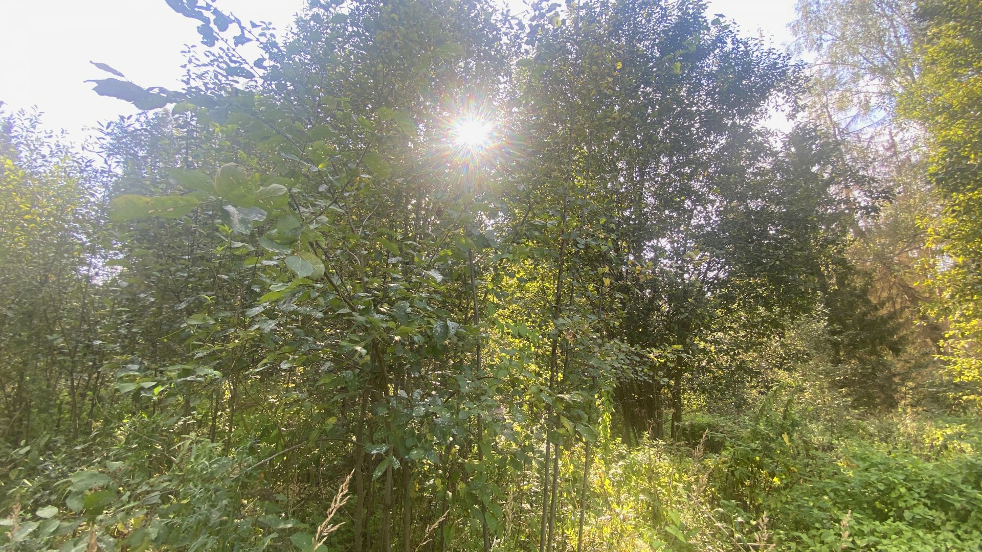 Купить Участок Дубки Одинцовский