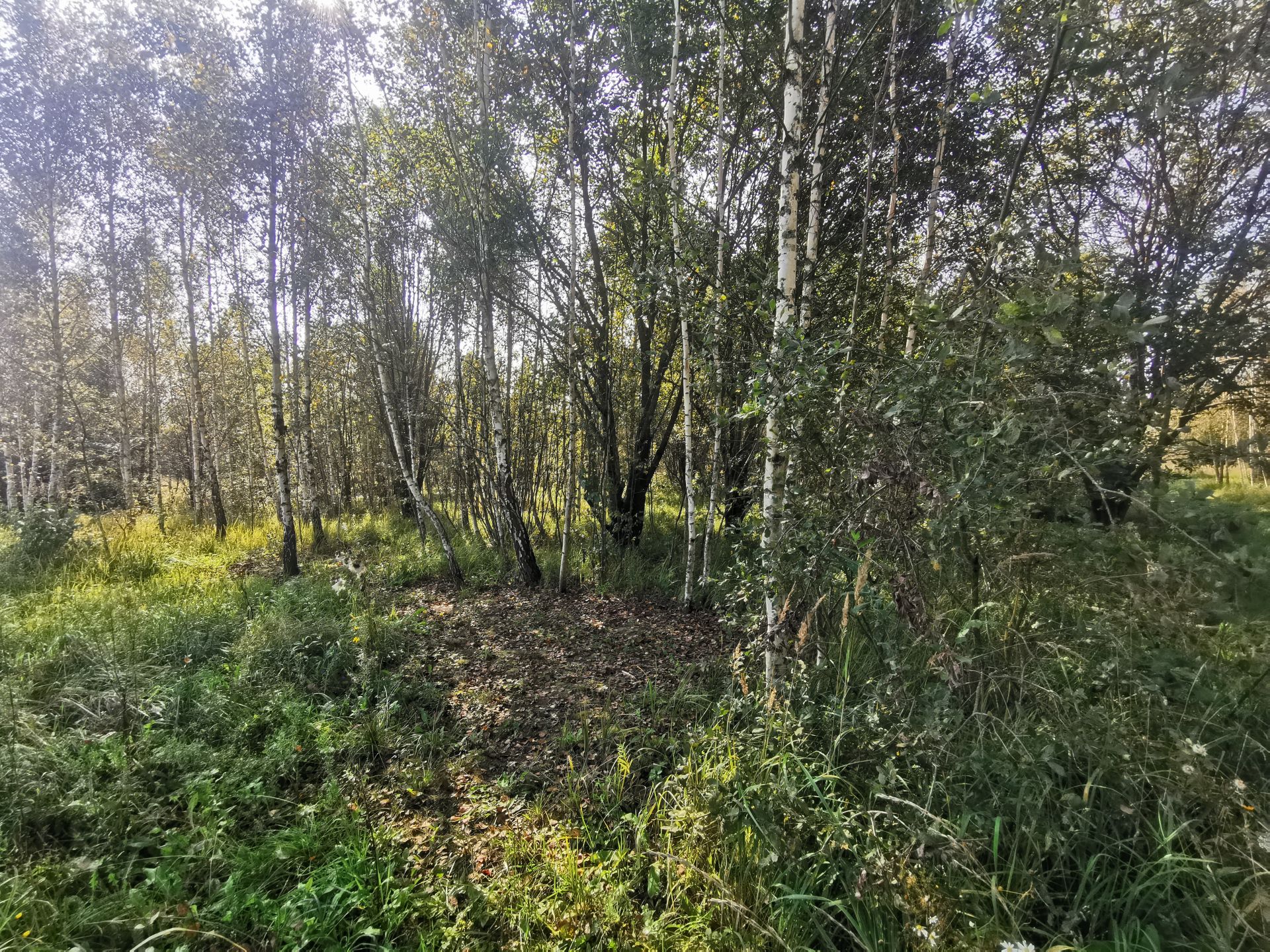 Земли поселения Московская область, Рузский городской округ, деревня Игнатьево