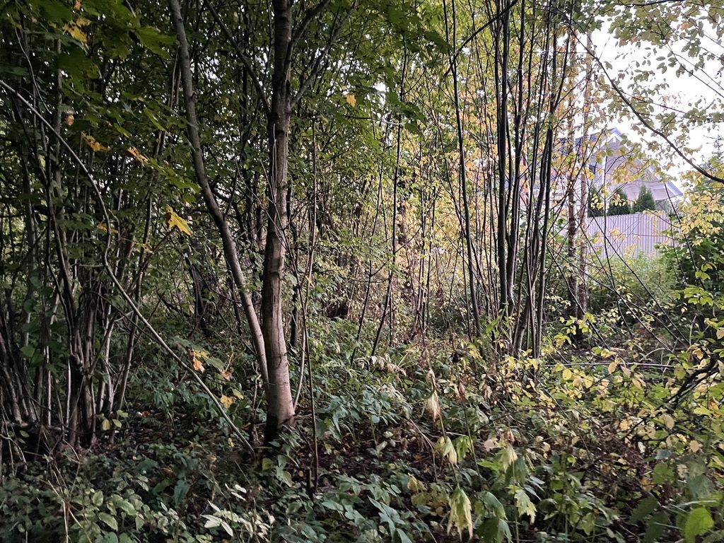 Земли поселения Московская область, Дмитровский городской округ, деревня Лупаново