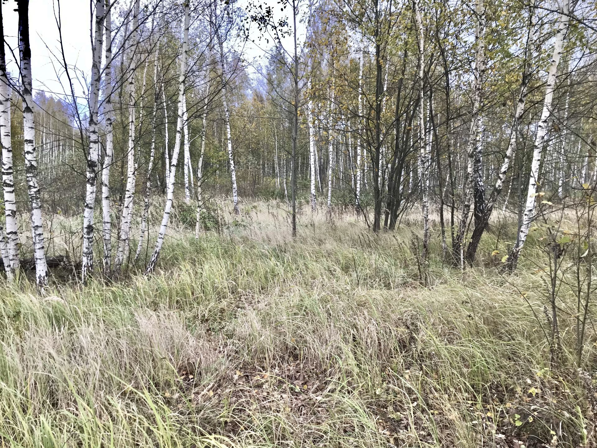 Земли поселения Московская область, Бронницы, Южная улица