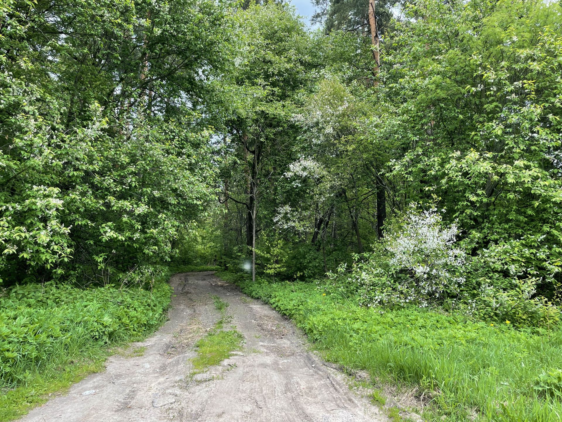 Земли поселения Московская область, городской округ Лосино-Петровский, деревня Орловка, Новая улица