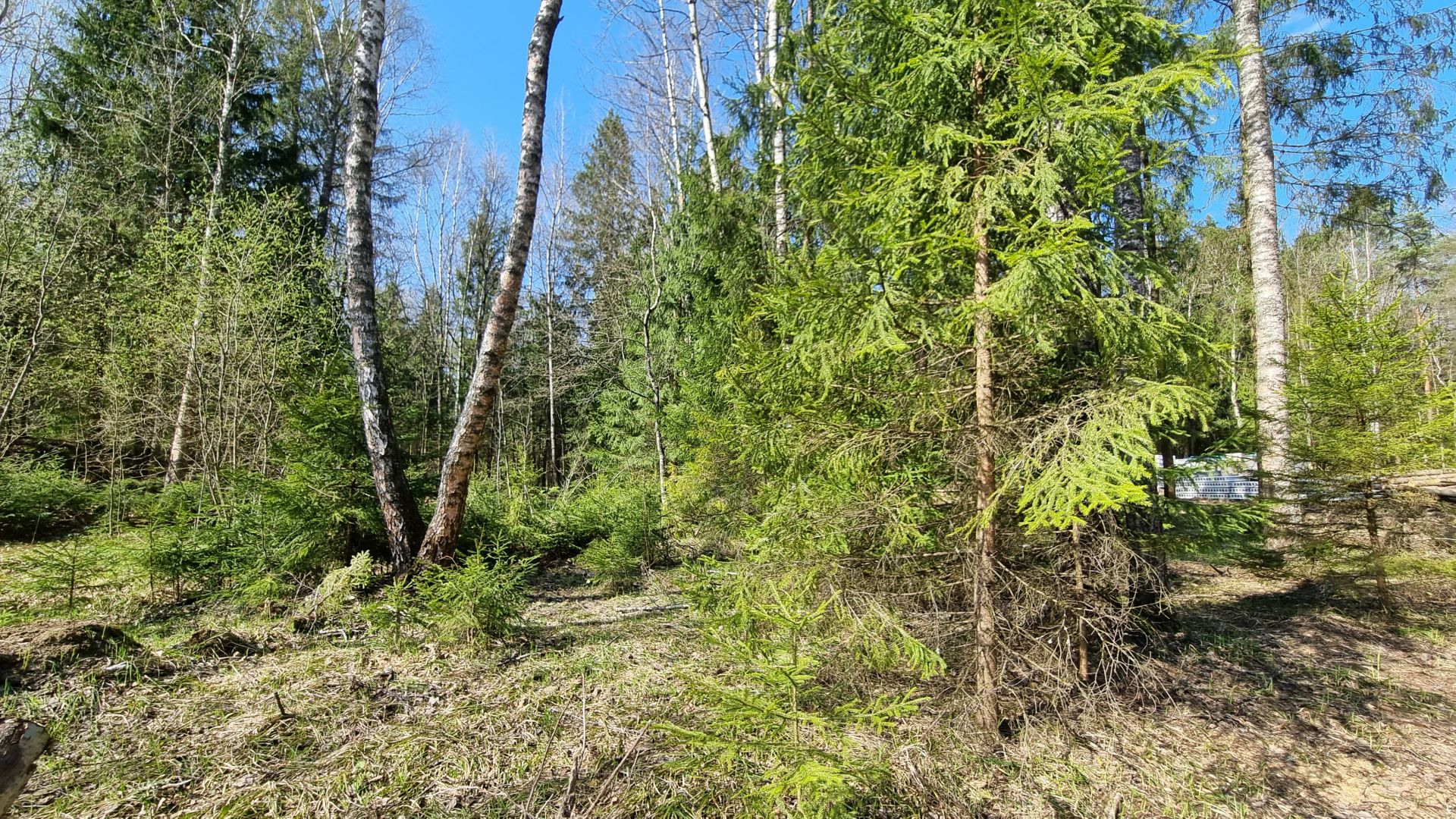 Земли поселения Московская область, городской округ Пушкинский, деревня Могильцы, микрорайон Пушкинский Лес