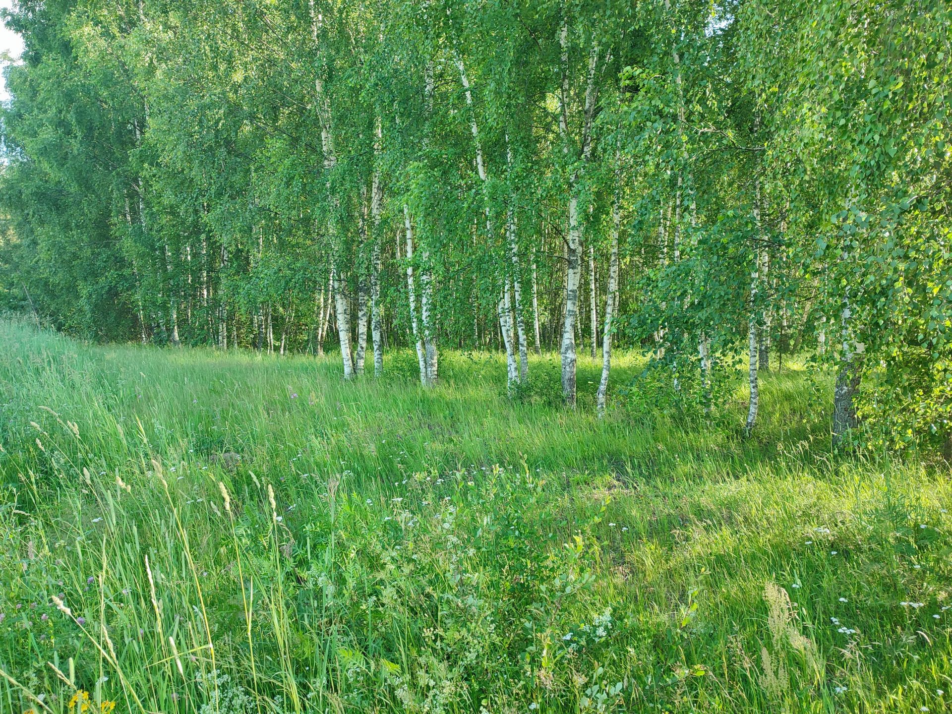 Земли сельхозназначения Московская область, Орехово-Зуевский городской округ, коттеджный посёлок Жемчужный, Рябиновая улица, 24