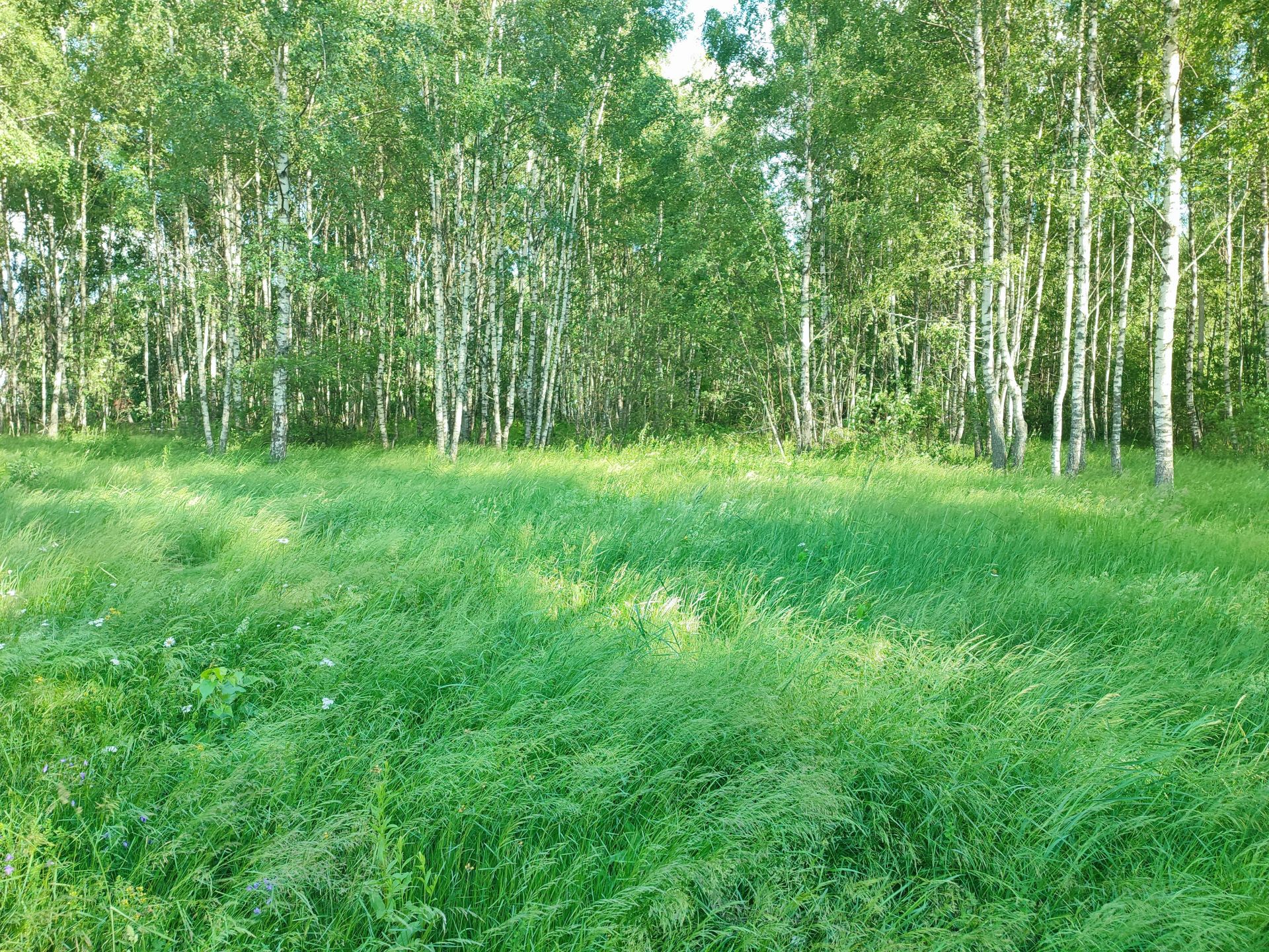 Земли сельхозназначения Московская область, Орехово-Зуевский городской округ, коттеджный посёлок Жемчужный, Рябиновая улица, 24