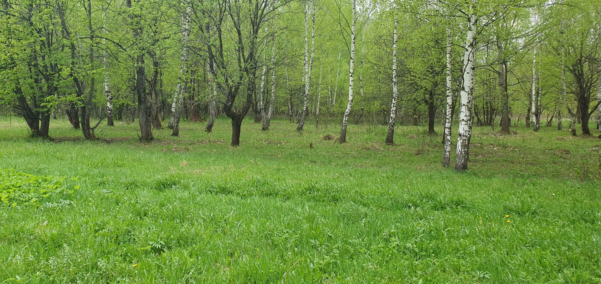 Земли поселения Московская область, Одинцовский городской округ, Голицыно, квартал Южный