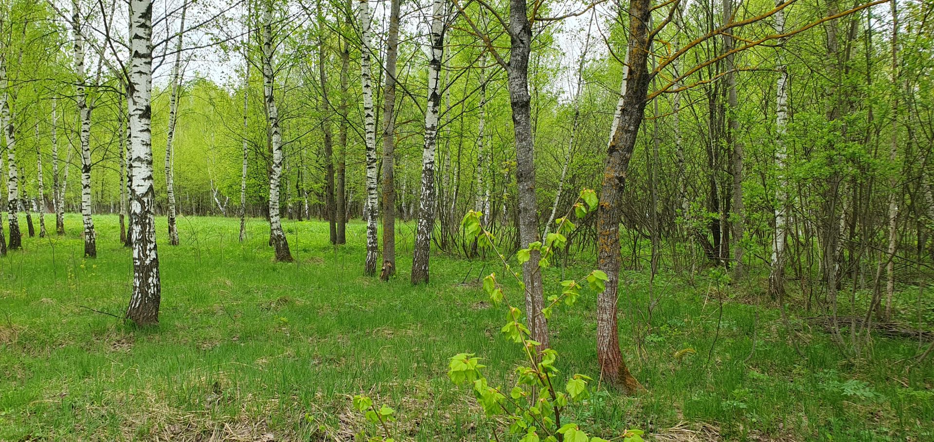 Земли поселения Московская область, Одинцовский городской округ, Голицыно, квартал Южный