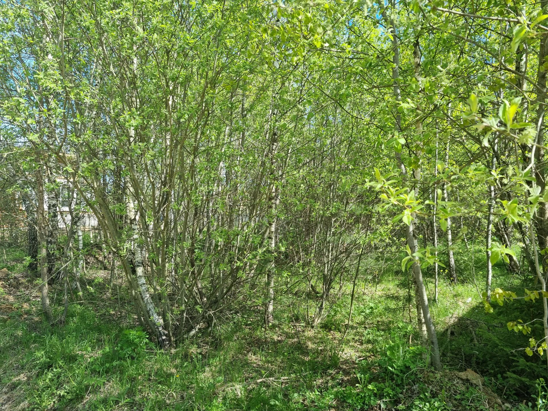 Земли поселения Московская область, Рузский городской округ, деревня Вражеское, коттеджный посёлок Руза Резорт