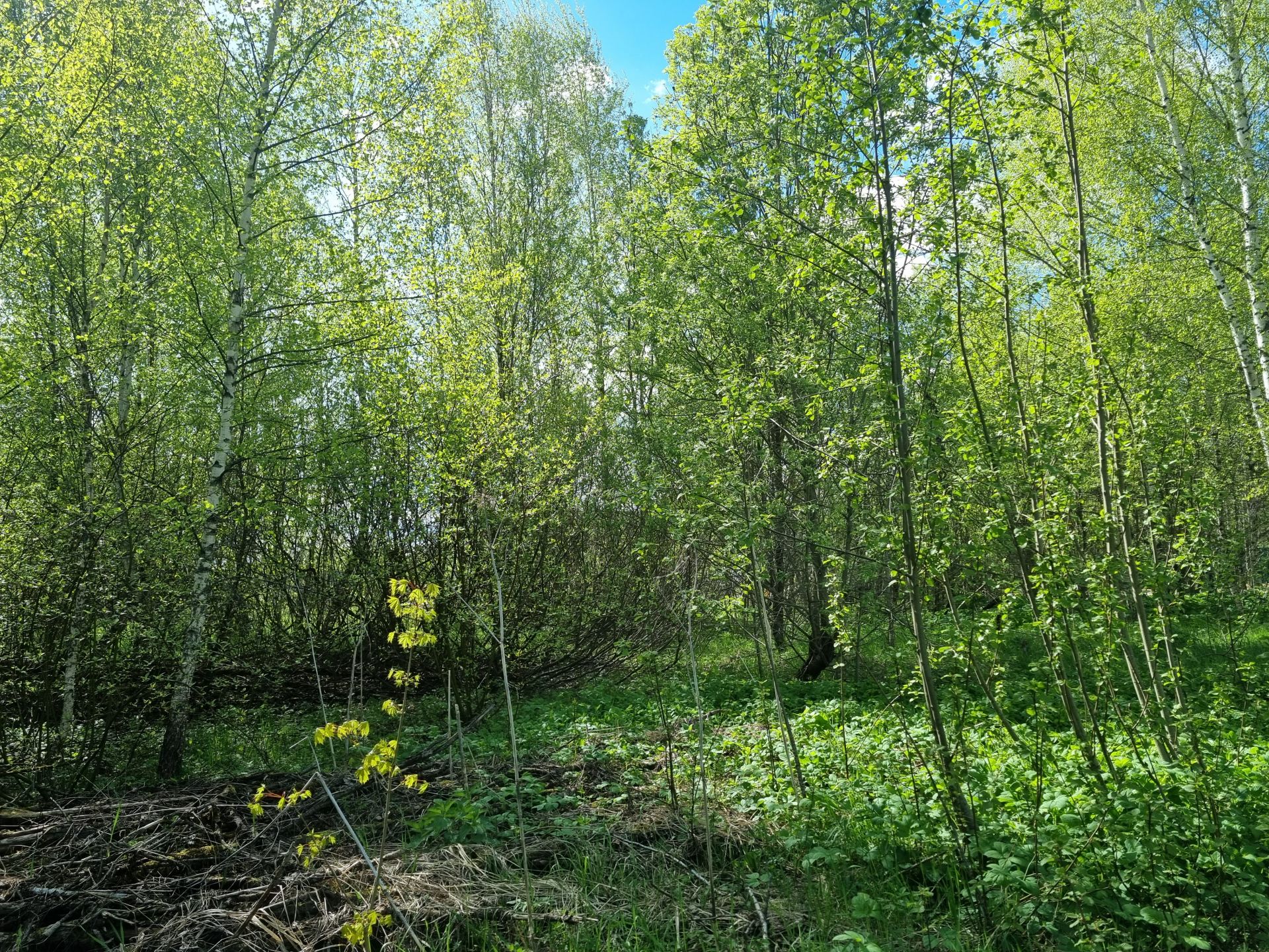 Земли поселения Московская область, Рузский городской округ, деревня Вражеское, коттеджный посёлок Руза Резорт