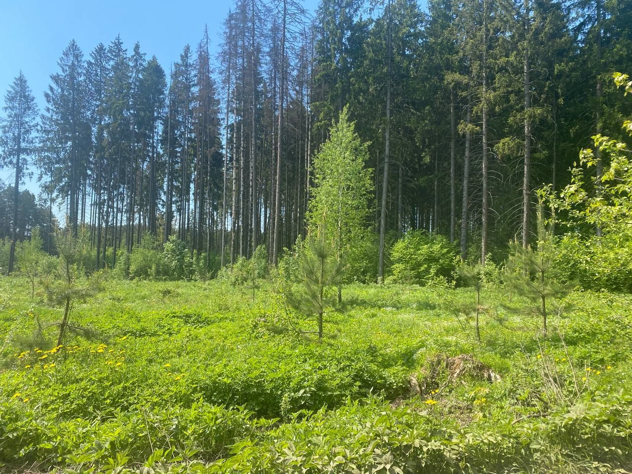 Земли поселения Московская область, городской округ Красногорск, деревня Нефедьево, Западный проезд