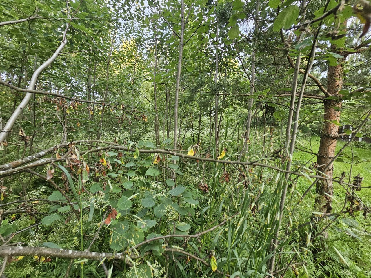 Земли поселения Московская область, Богородский городской округ, деревня Карабаново