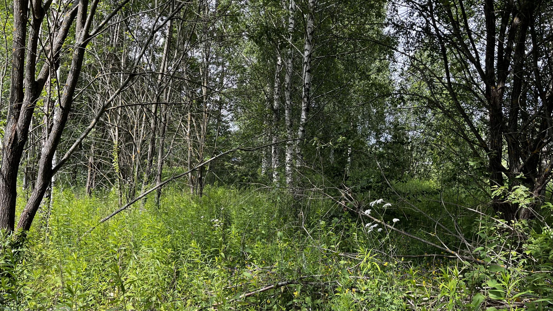 Земли поселения Московская область, Раменский городской округ, село Татаринцево, коттеджный посёлок Ясная поляна