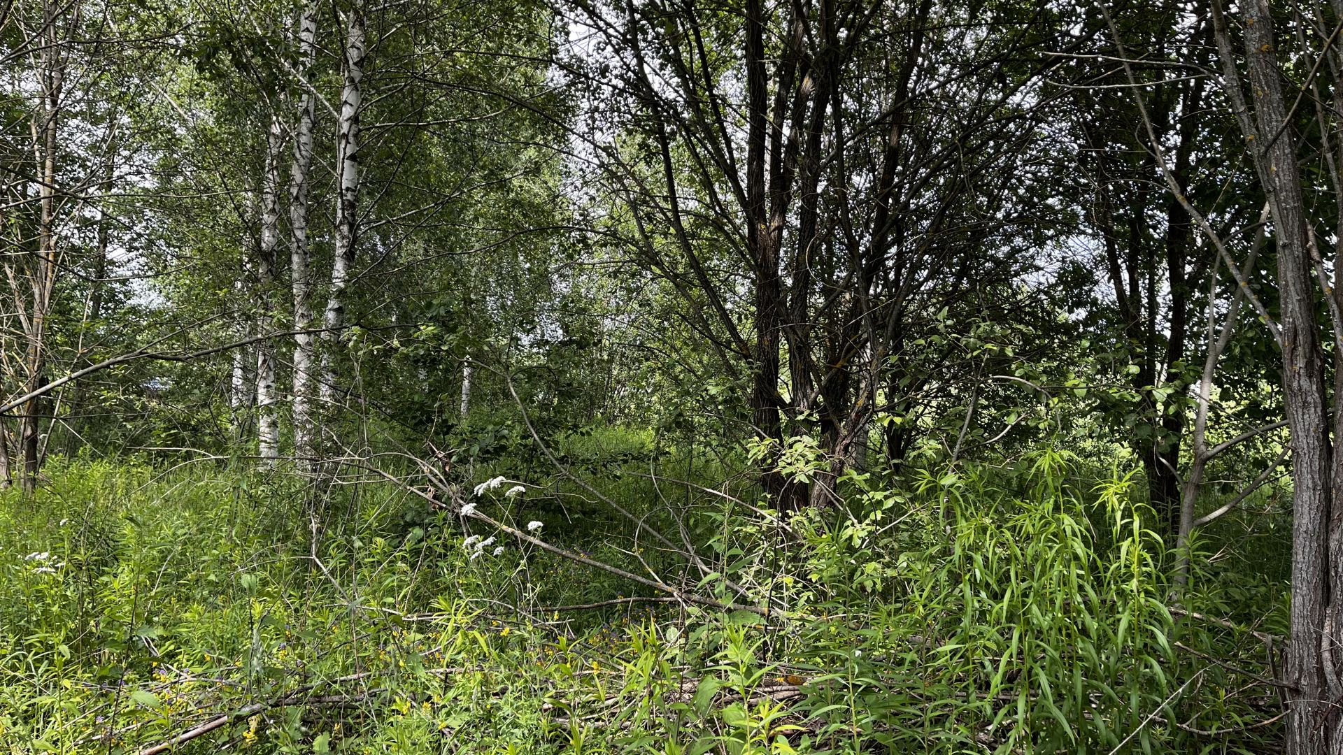 Земли поселения Московская область, Раменский городской округ, село Татаринцево, коттеджный посёлок Ясная поляна