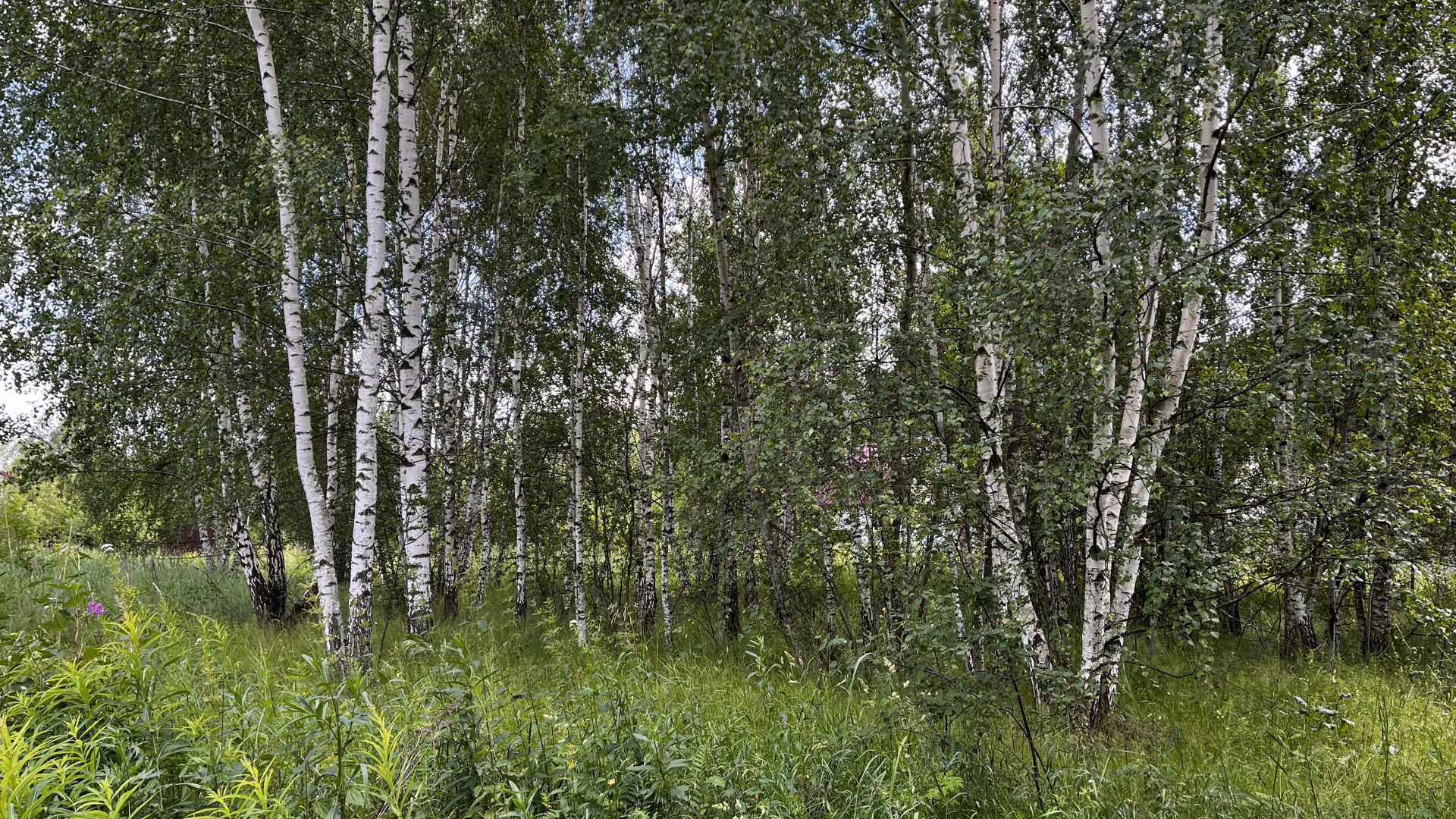 Земли сельхозназначения Московская область, Раменский городской округ, ДНП Рассвет