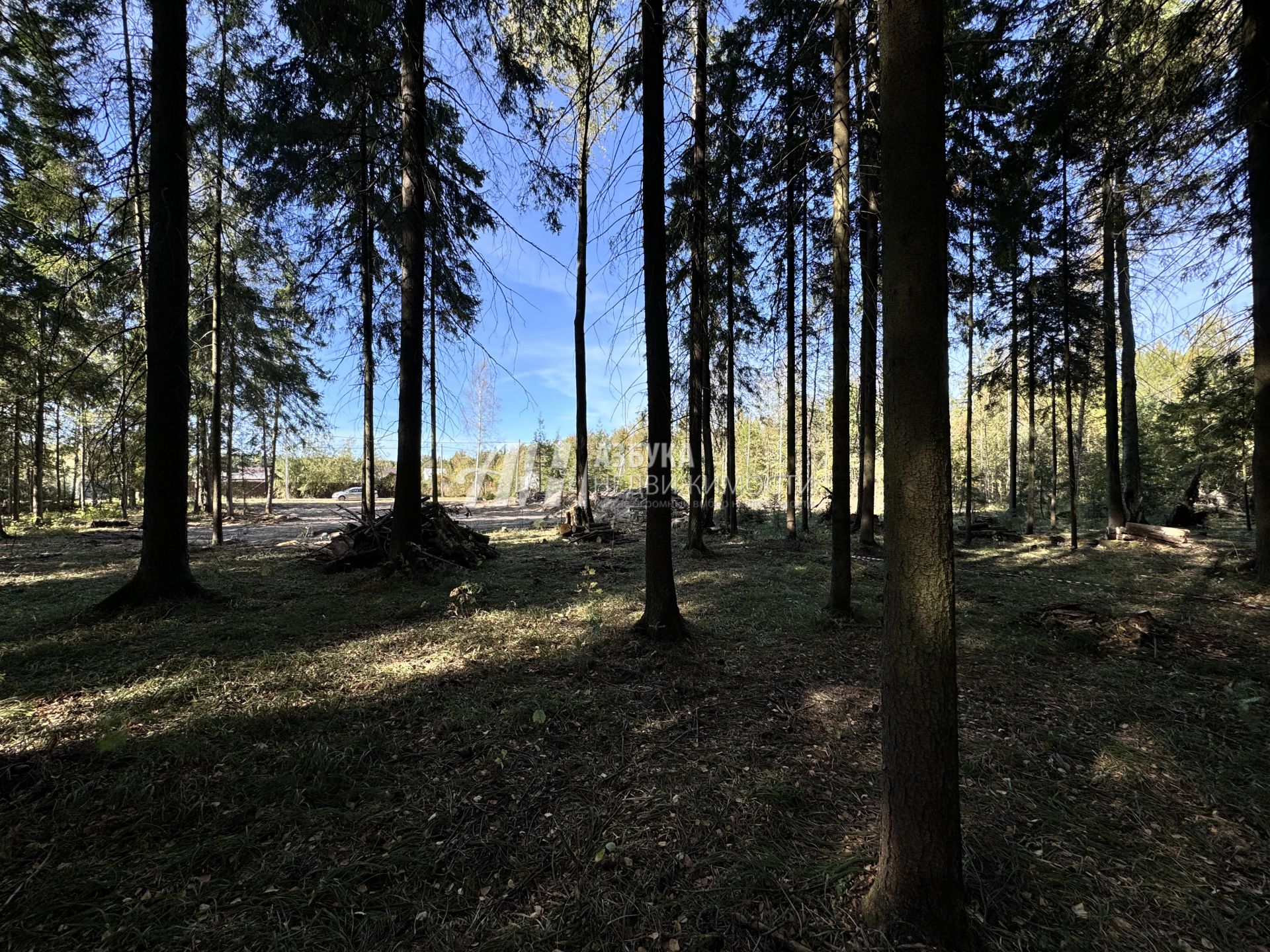 Земли поселения Московская область, городской округ Пушкинский, деревня Могильцы, микрорайон Пушкинский Лес