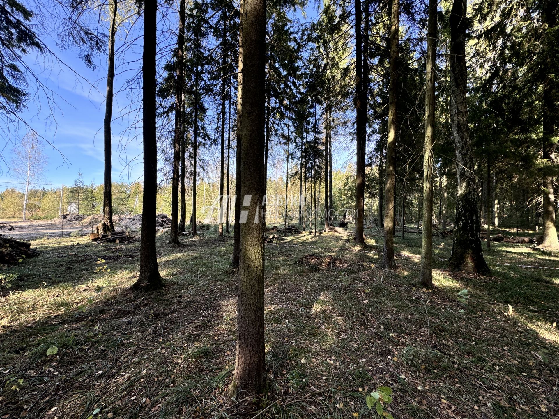 Земли поселения Московская область, городской округ Пушкинский, деревня Могильцы, микрорайон Пушкинский Лес