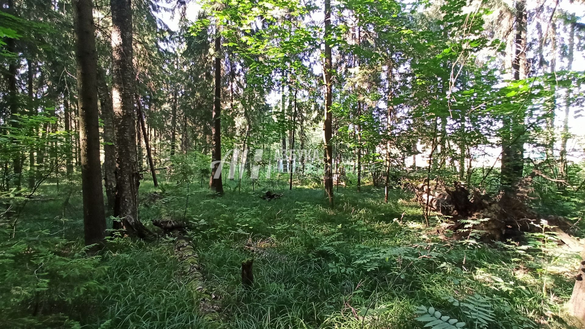 Земли поселения Московская область, городской округ Пушкинский, деревня Могильцы, микрорайон Пушкинский Лес