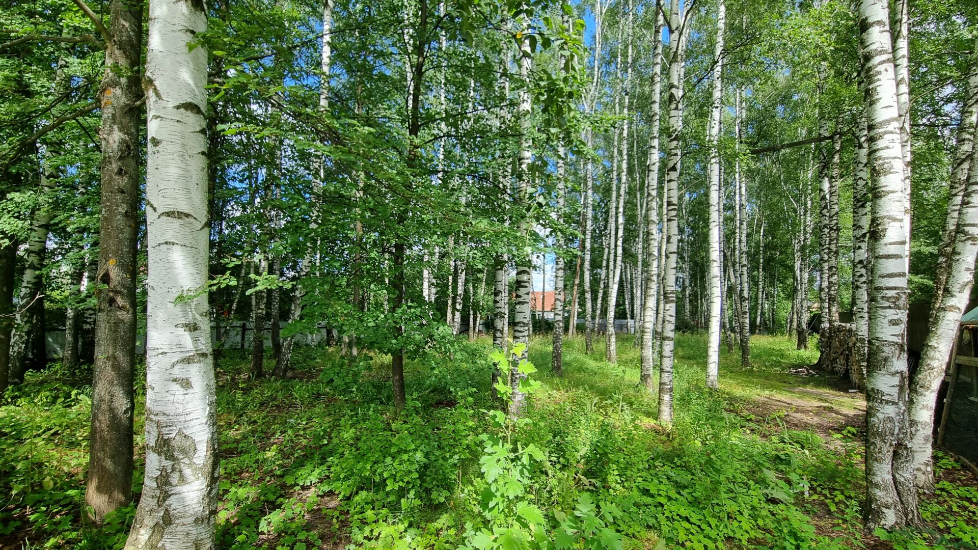 Земли поселения Московская область, городской округ Пушкинский, дачный посёлок Зеленоградский, улица Льва Толстого