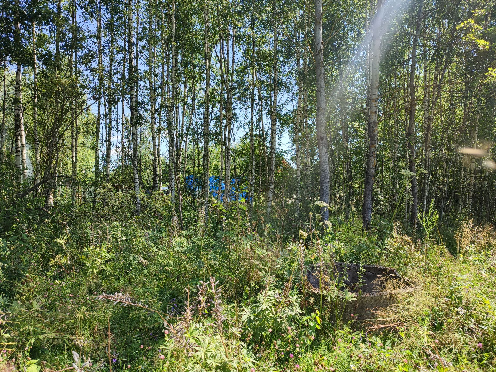 Земли поселения Московская область, Орехово-Зуевский городской округ, деревня Язвищи