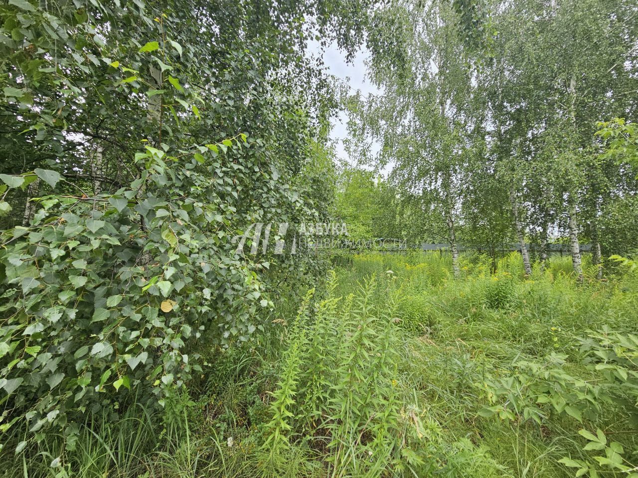 Земли поселения Московская область, Богородский городской округ, деревня Вишняково, Центральная улица