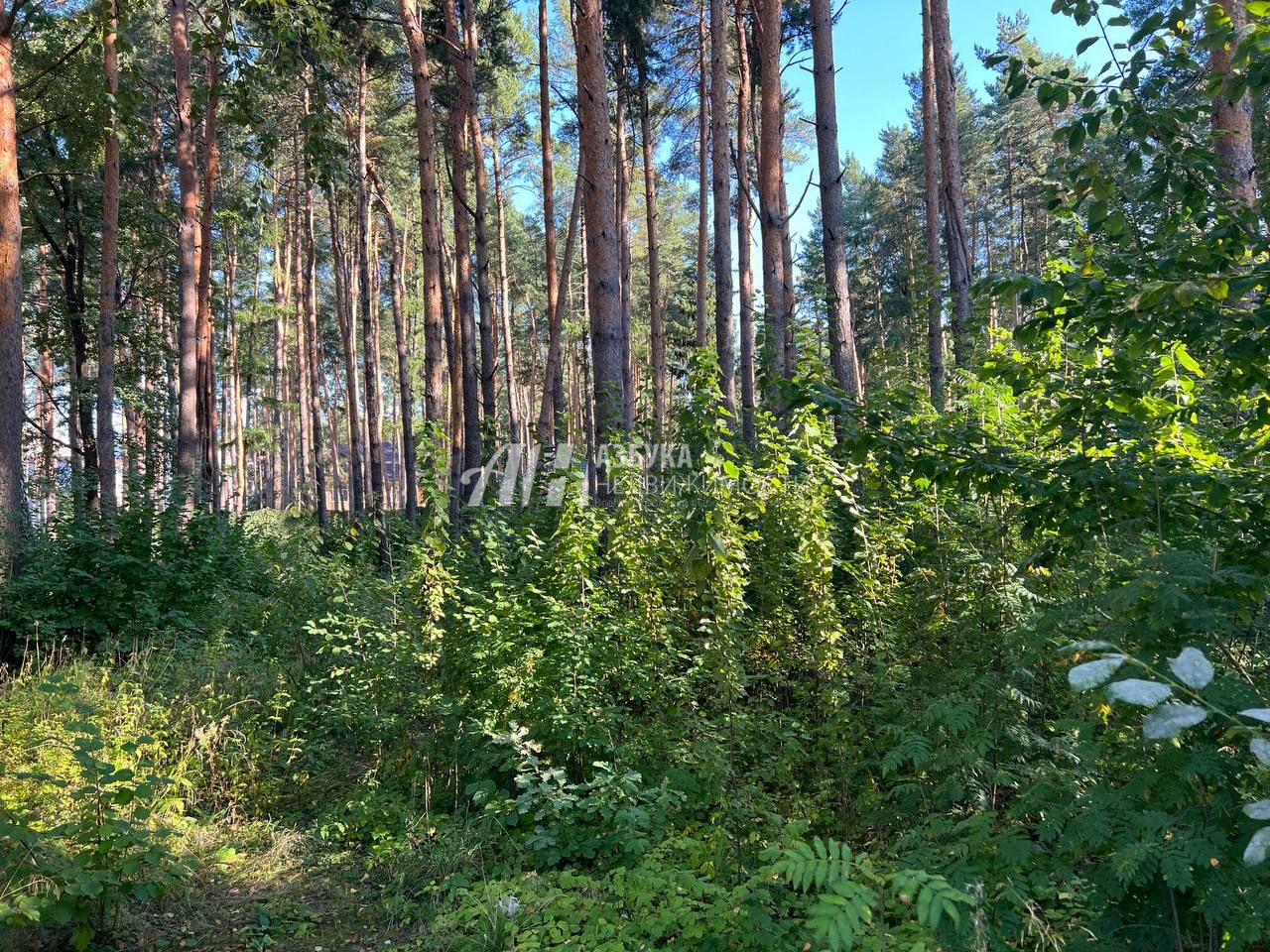 Земли поселения Московская область, Одинцовский городской округ, деревня Бородки, улица Лесной ручей-2