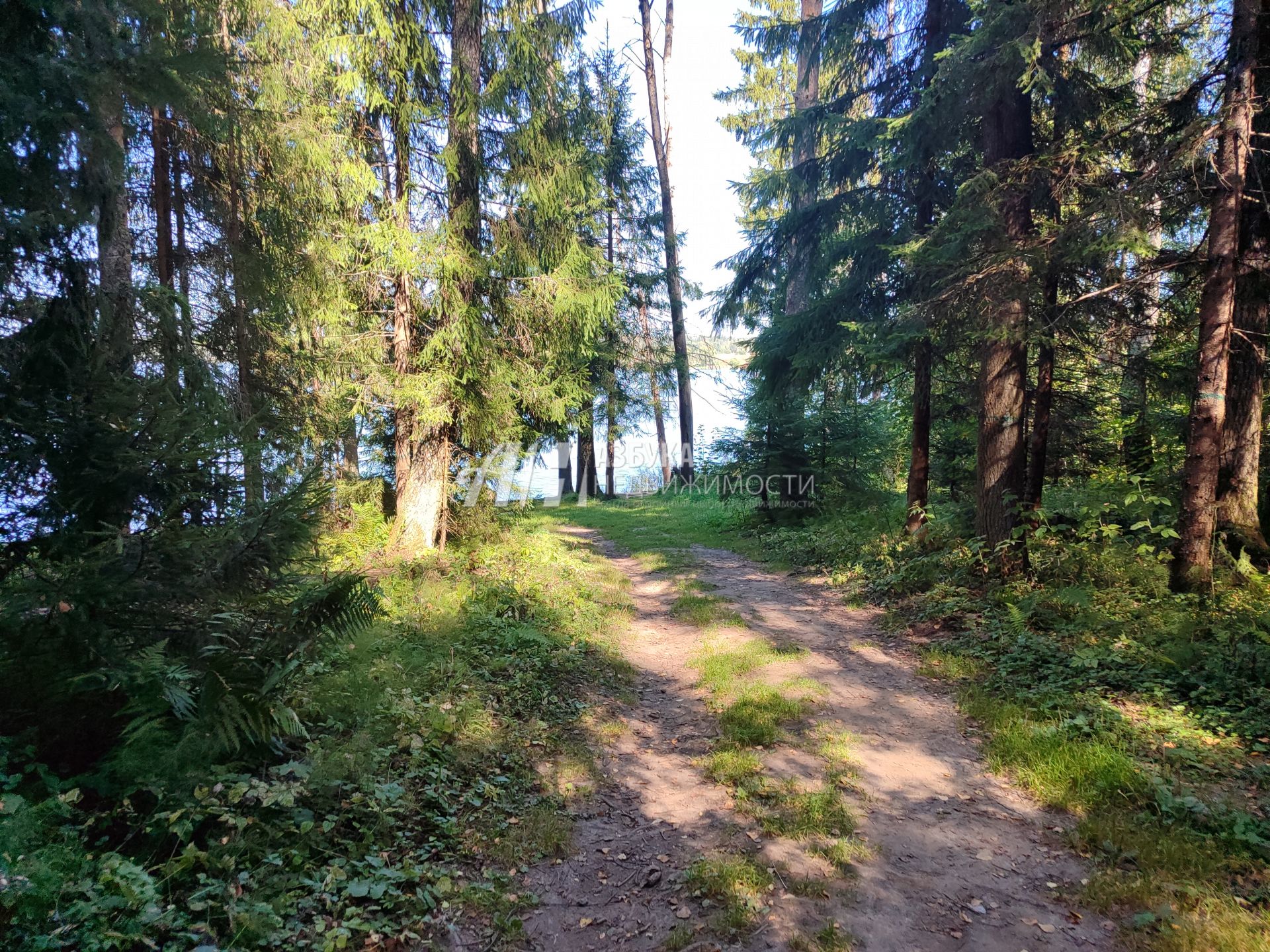 Земли поселения Московская область, Рузский городской округ, деревня Палашкино, улица Доваторское Лесничество