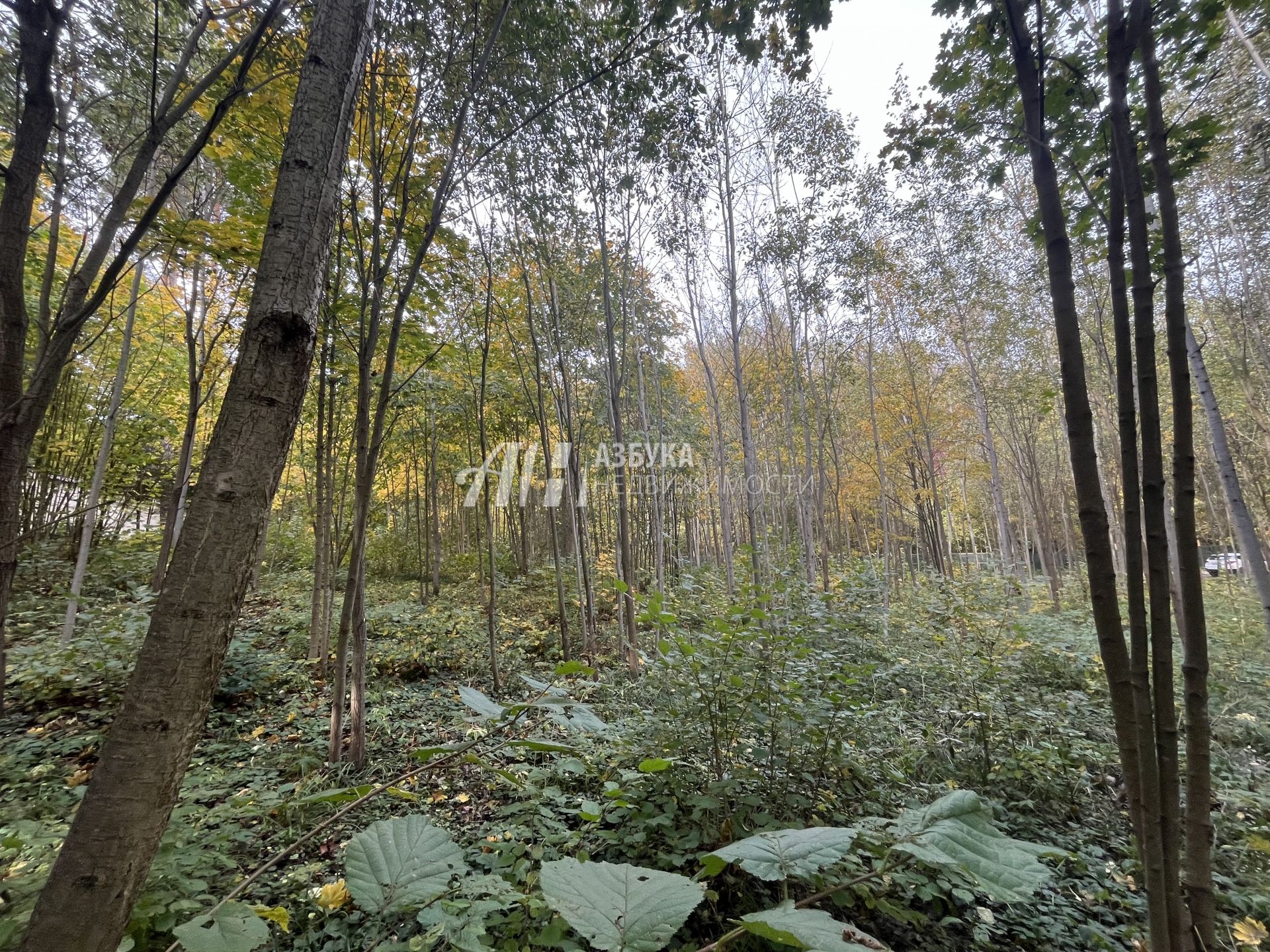 Земли поселения Московская область, Одинцовский городской округ, Звенигород, территория Санаторий Поречье