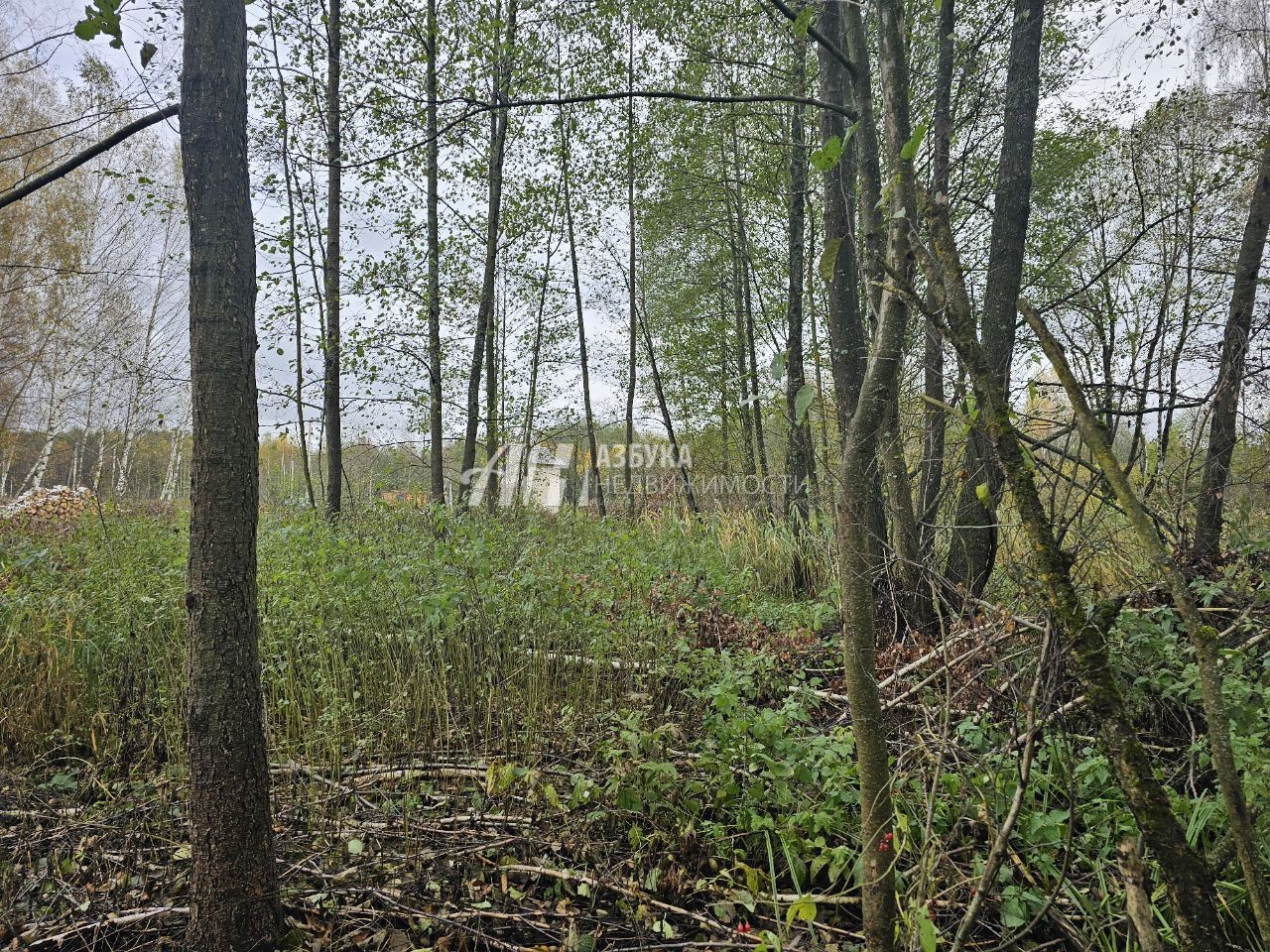 Земли поселения Московская область, Богородский городской округ, посёлок Колышкино Болото