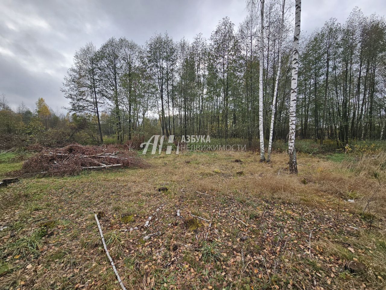 Земли поселения Московская область, Богородский городской округ, посёлок Колышкино Болото