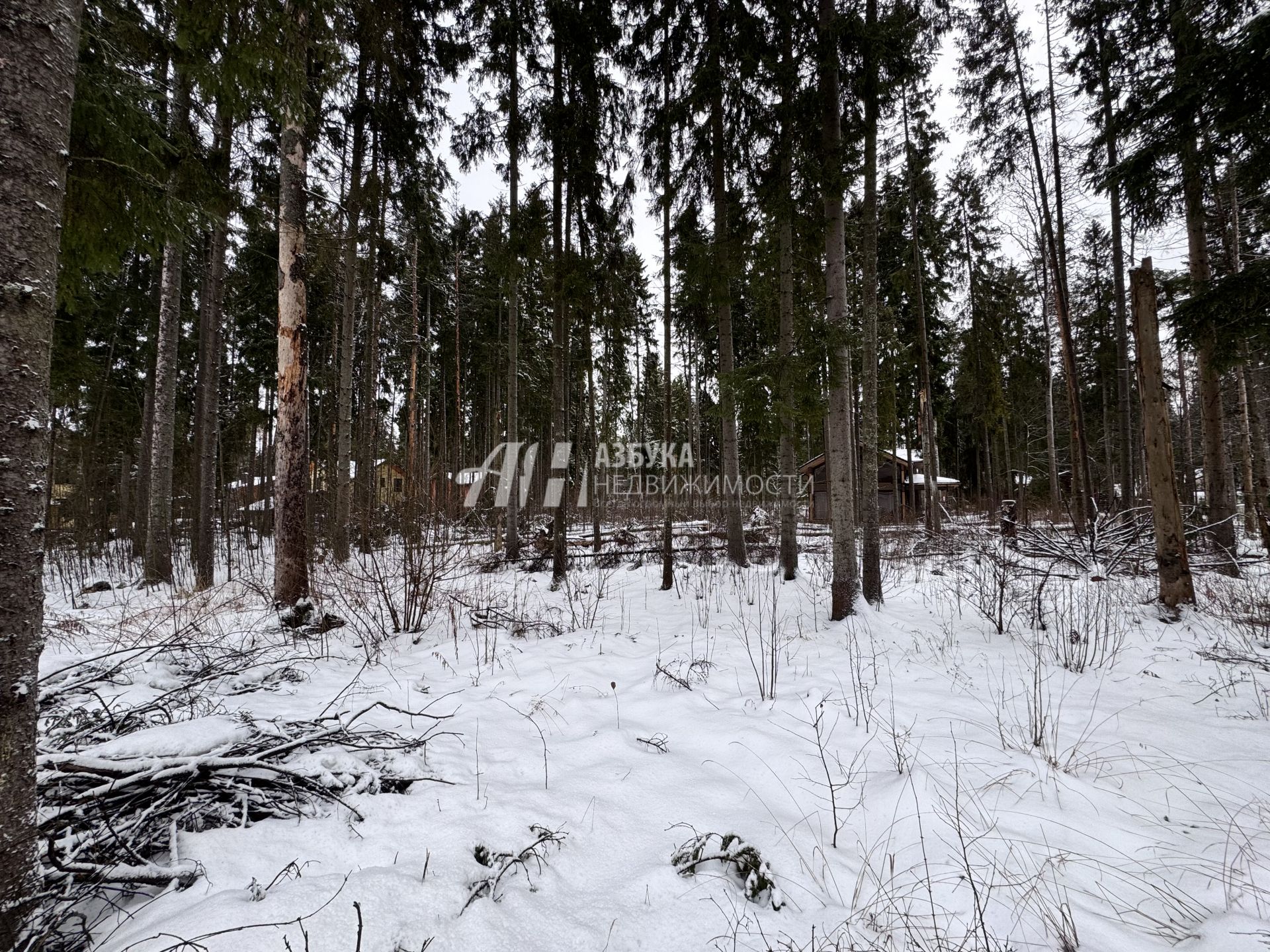 Земли поселения Московская область, городской округ Пушкинский, деревня Могильцы, коттеджный поселок Пушкинский лес