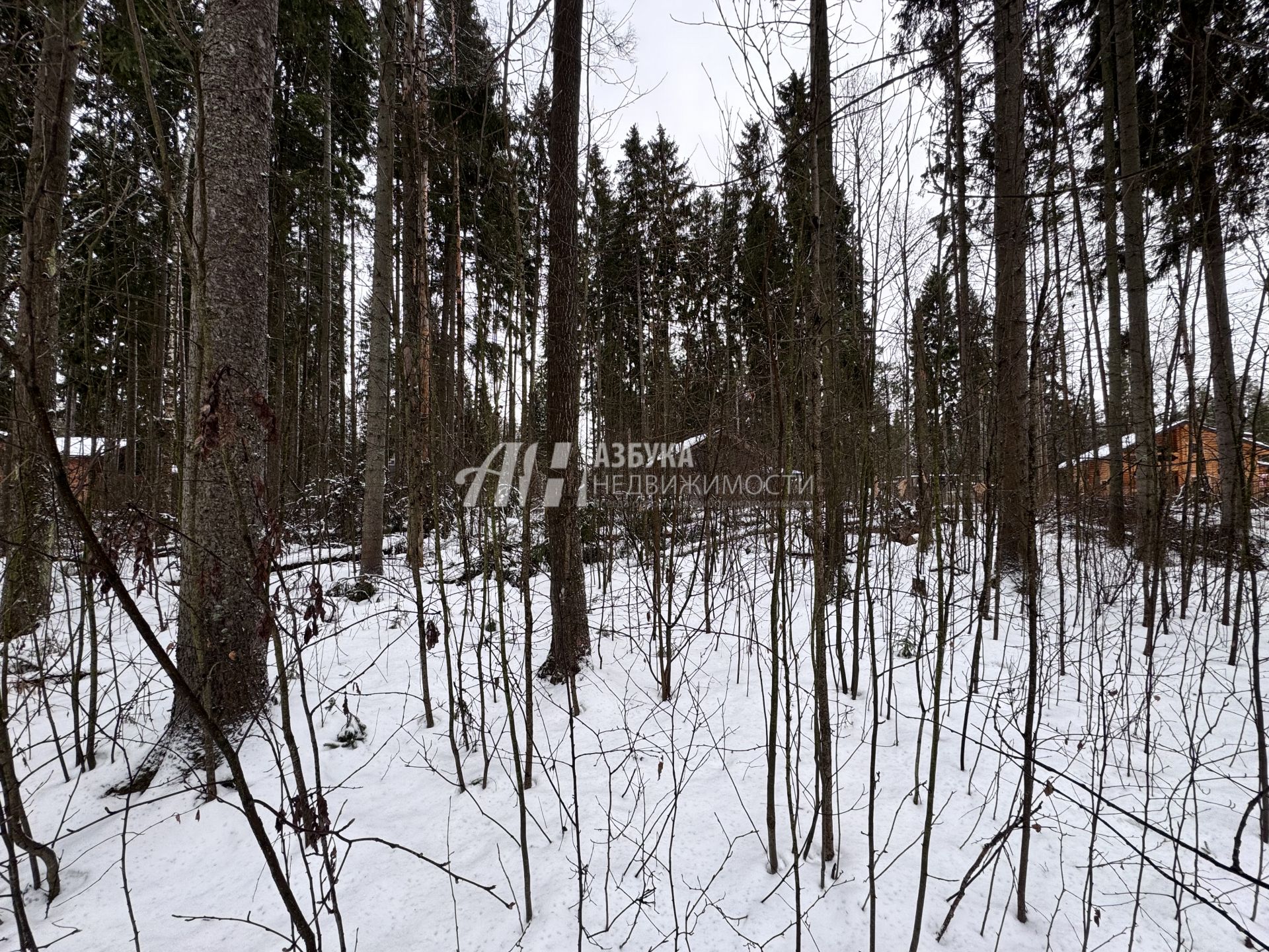 Земли поселения Московская область, городской округ Пушкинский, деревня Могильцы, коттеджный поселок Пушкинский лес