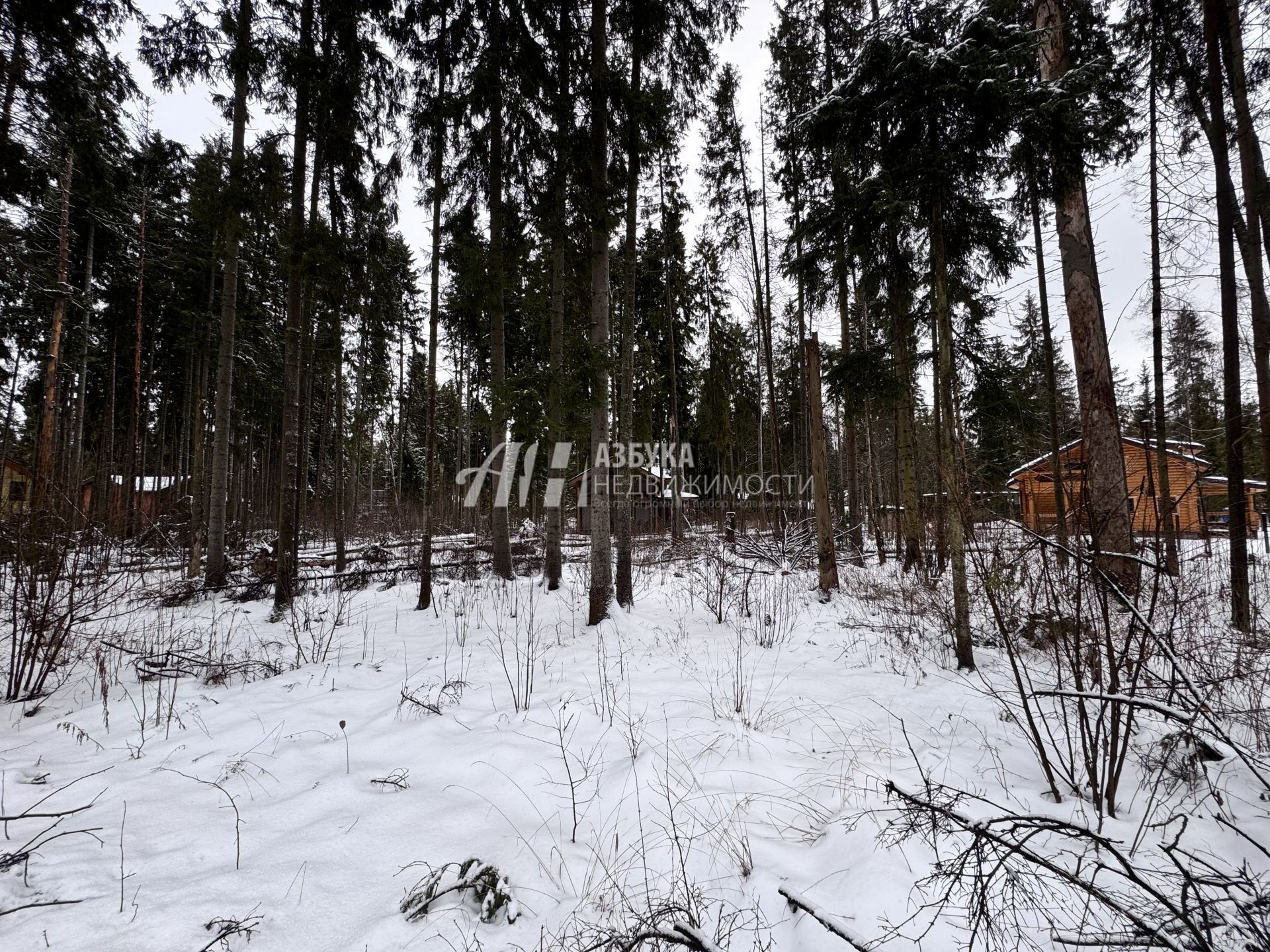 Земли поселения Московская область, городской округ Пушкинский, деревня Могильцы, коттеджный поселок Пушкинский лес