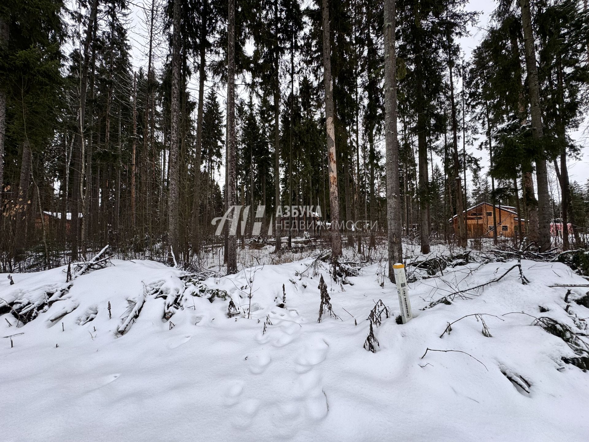 Земли поселения Московская область, городской округ Пушкинский, деревня Могильцы, коттеджный поселок Пушкинский лес