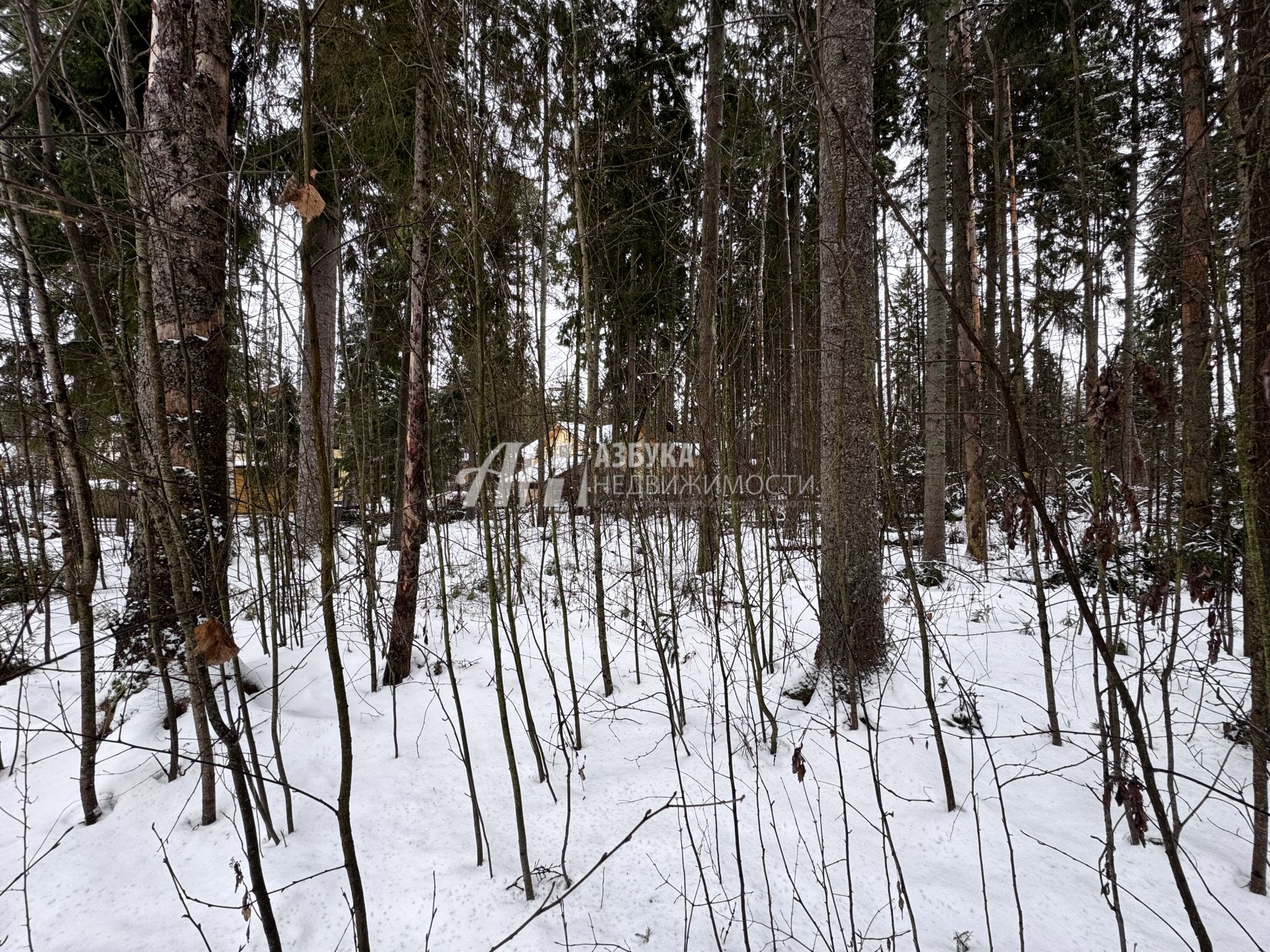 Земли поселения Московская область, городской округ Пушкинский, деревня Могильцы, коттеджный поселок Пушкинский лес