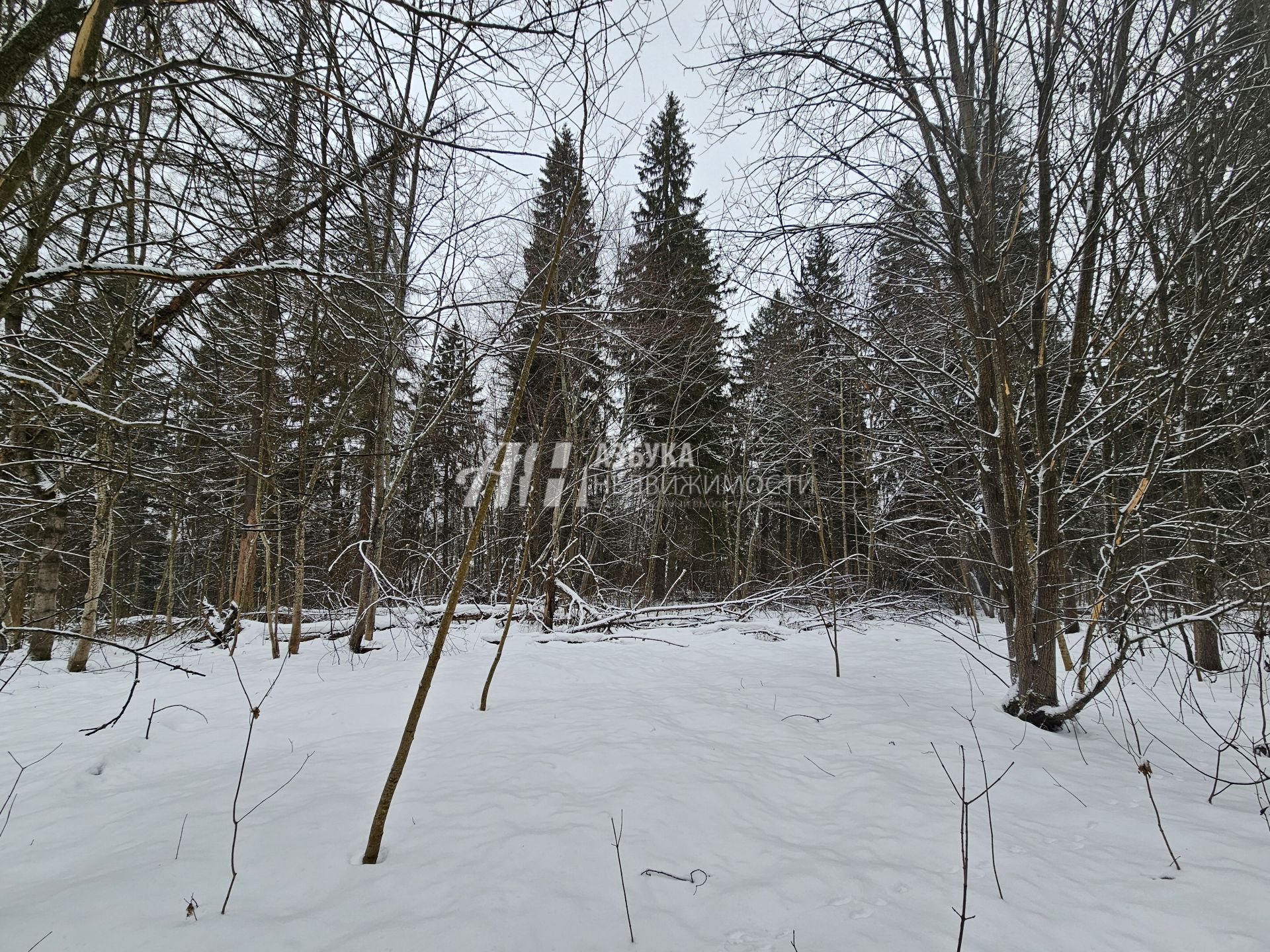 Земли поселения Московская область, Рузский муниципальный округ, рабочий посёлок Тучково, территория Картино