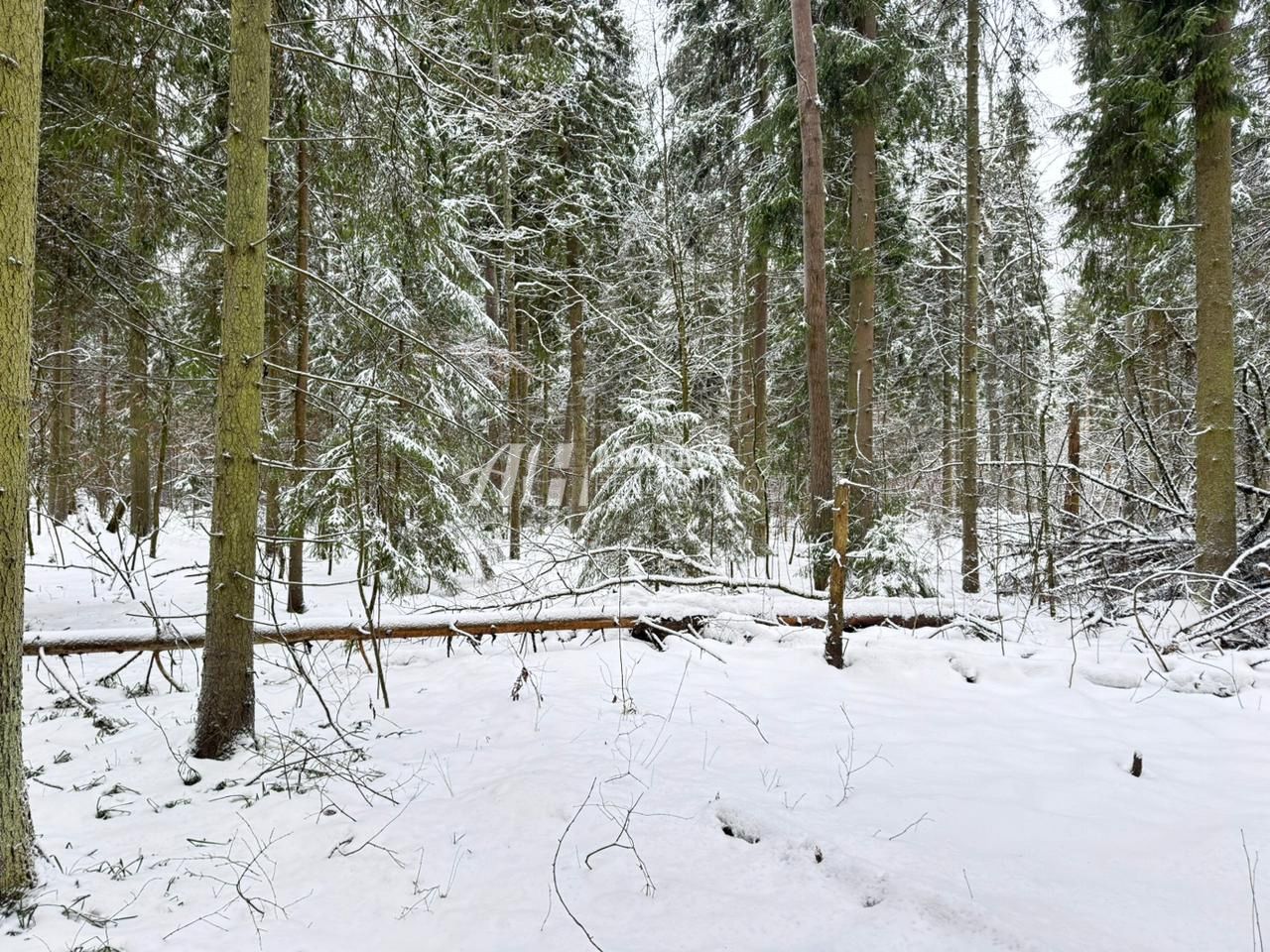 Земли поселения Московская область, городской округ Пушкинский, деревня Могильцы, коттеджный поселок Пушкинский лес