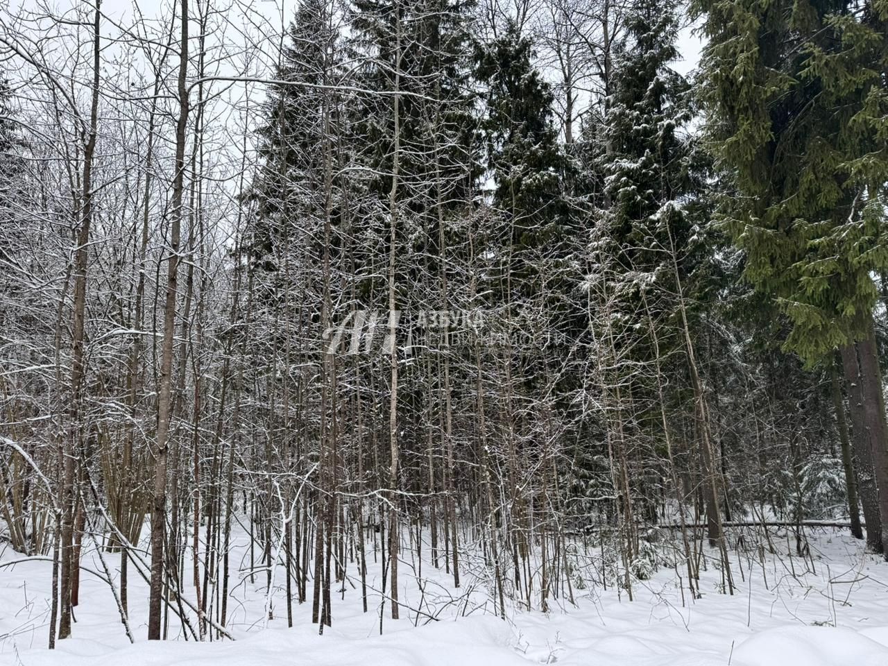 Земли поселения Московская область, городской округ Пушкинский, деревня Могильцы, коттеджный поселок Пушкинский лес