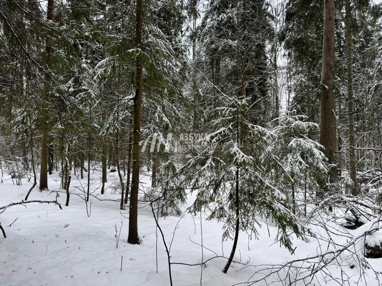 Земли поселения Московская область, городской округ Пушкинский, деревня Могильцы, коттеджный поселок Пушкинский лес