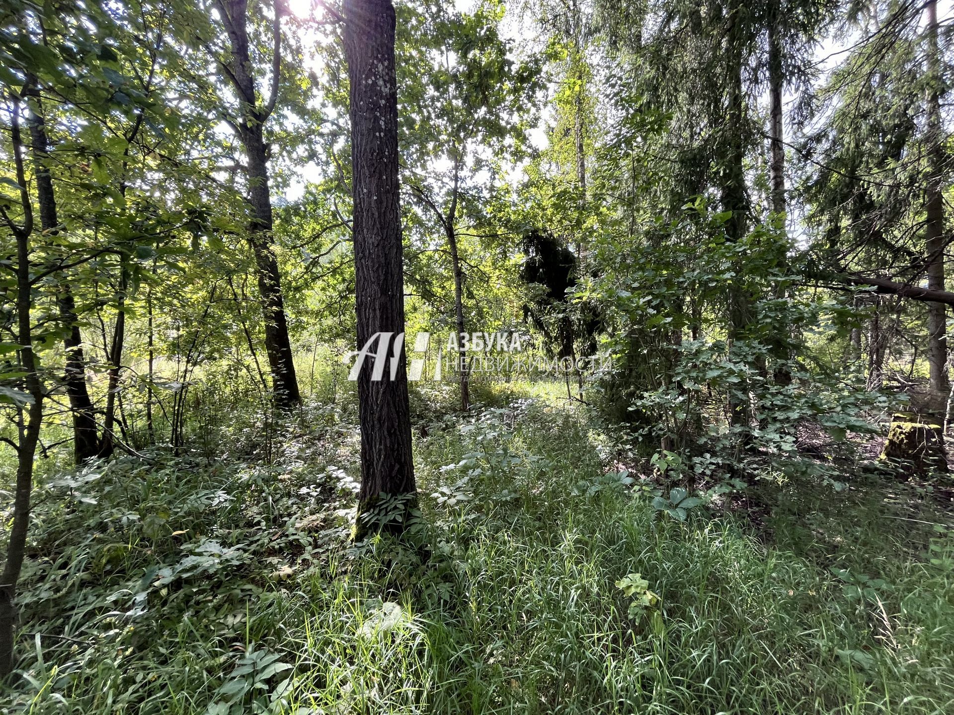 Земли поселения Московская область, городской округ Пушкинский, посёлок городского типа Софрино, микрорайон Пушкинский Лес