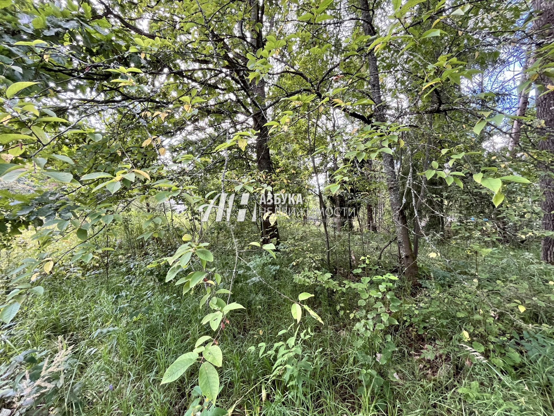 Земли поселения Московская область, городской округ Пушкинский, посёлок городского типа Софрино, микрорайон Пушкинский Лес